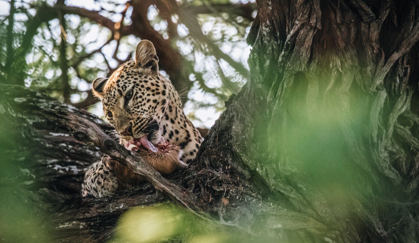 1400x814 Guide To Visiting Chobe National Park Botswana. Drink Tea & Travel