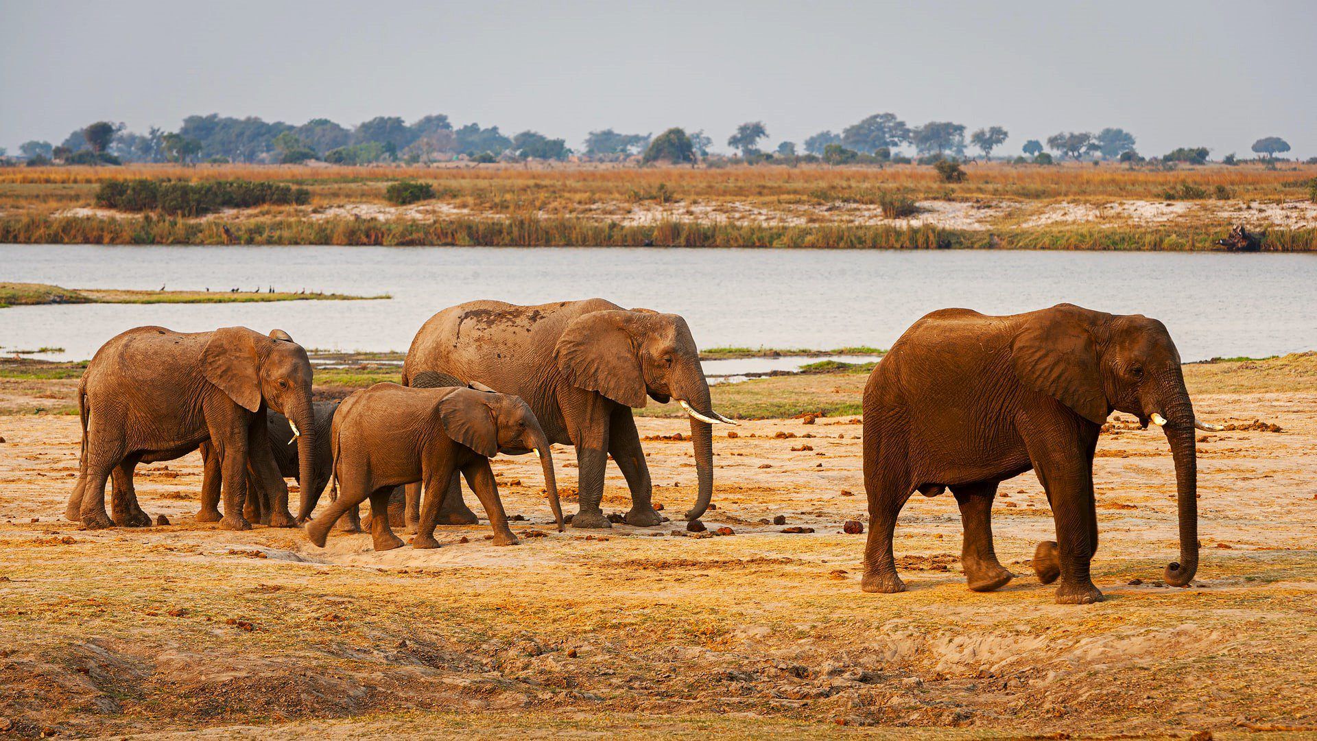 1920x1080 Chobe National Park: Botswana's Elephant Paradise