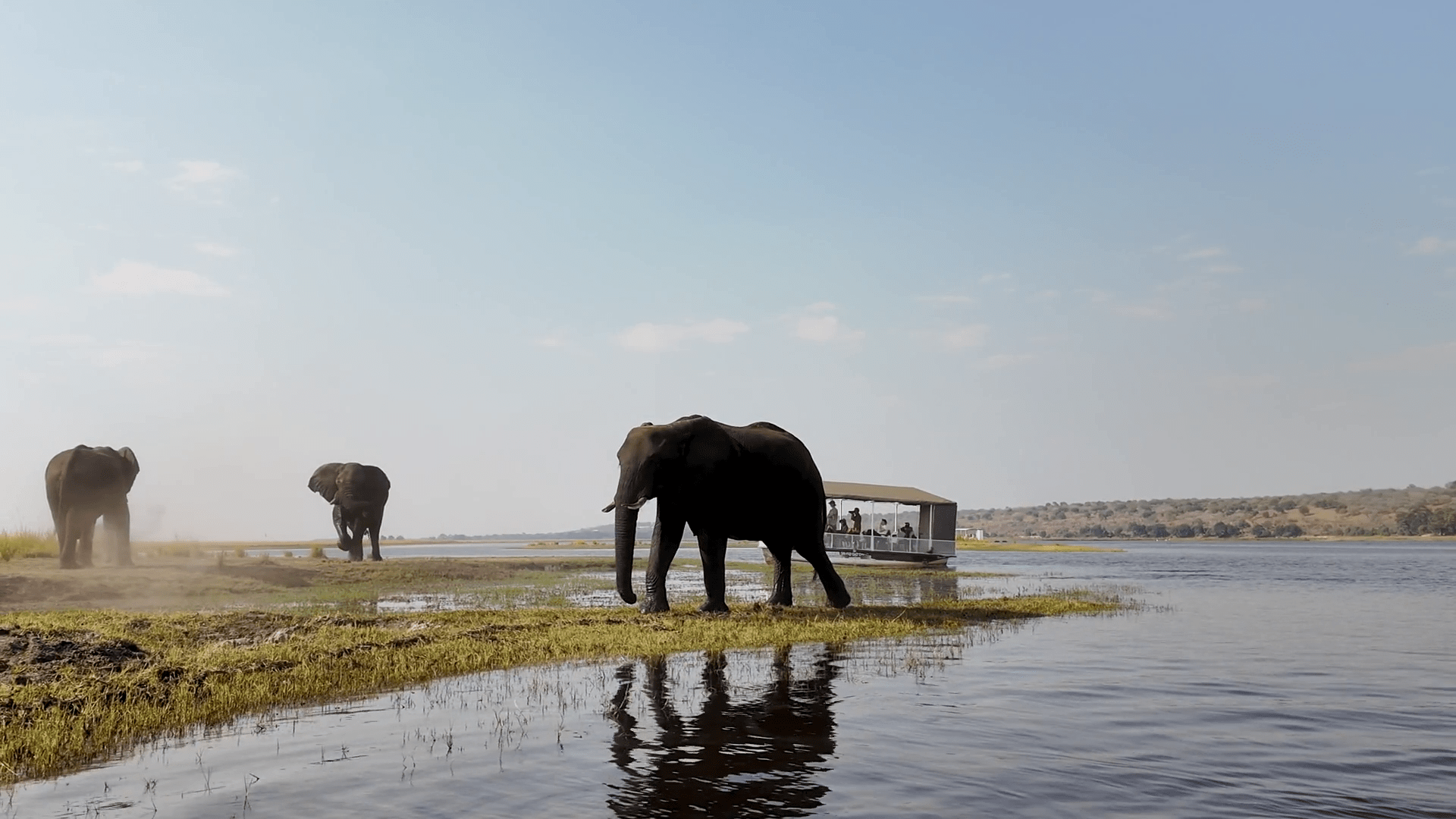 1920x1080 African Elephant At Chobe National Park In Kasane Botswana. African Animals Background. Wildlife Landscape. Chobe National Park At Kasane Botswana. Safari Scenery. Wild Scene