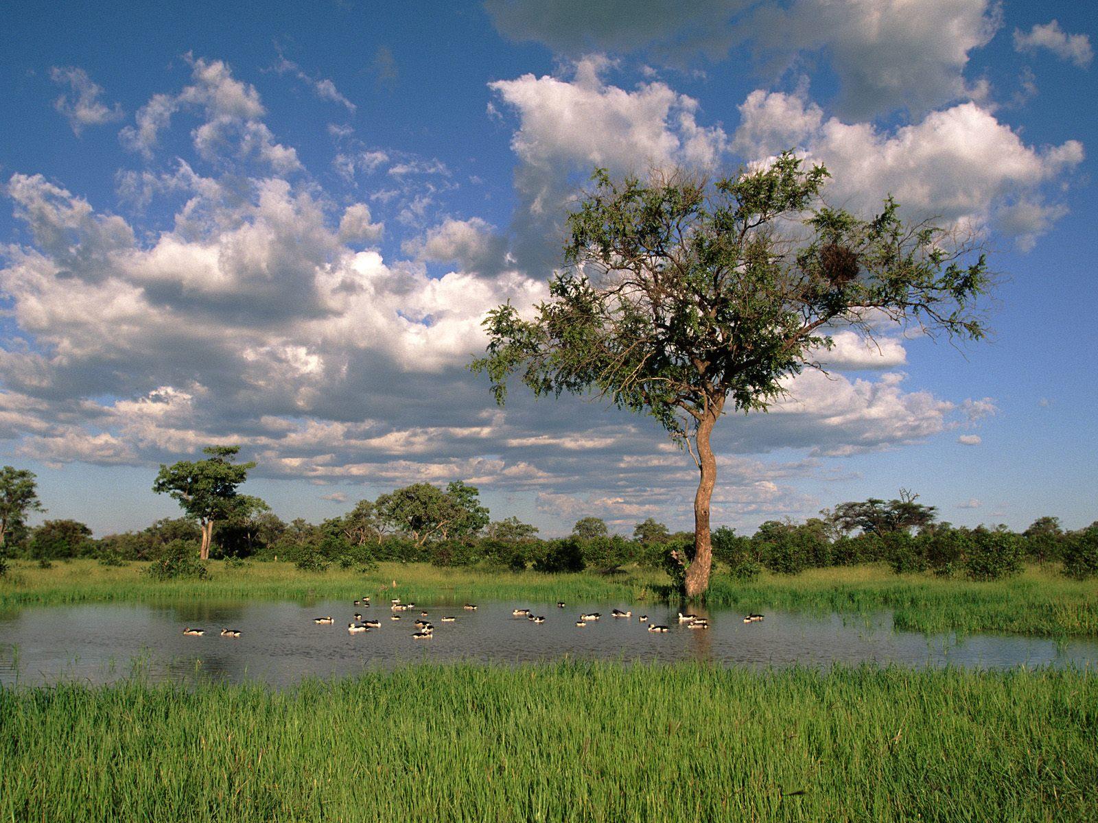 1600x1200 Wallpaper Comb Ducks On Lake / Savute Chobe National Park / Botswana / Africa On Desktop.com Wallpaper, Picture, Image!