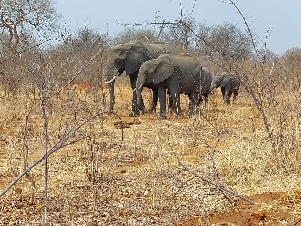 1024x768 Chobe National Park Game Drive