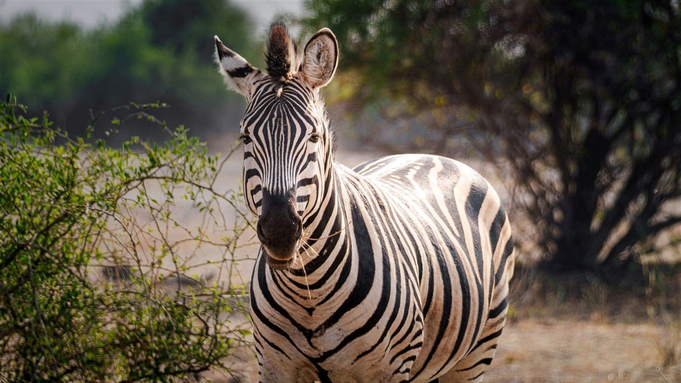 1366x768 Zebra Golden Sunlight Chobe National Park Botswana 5K