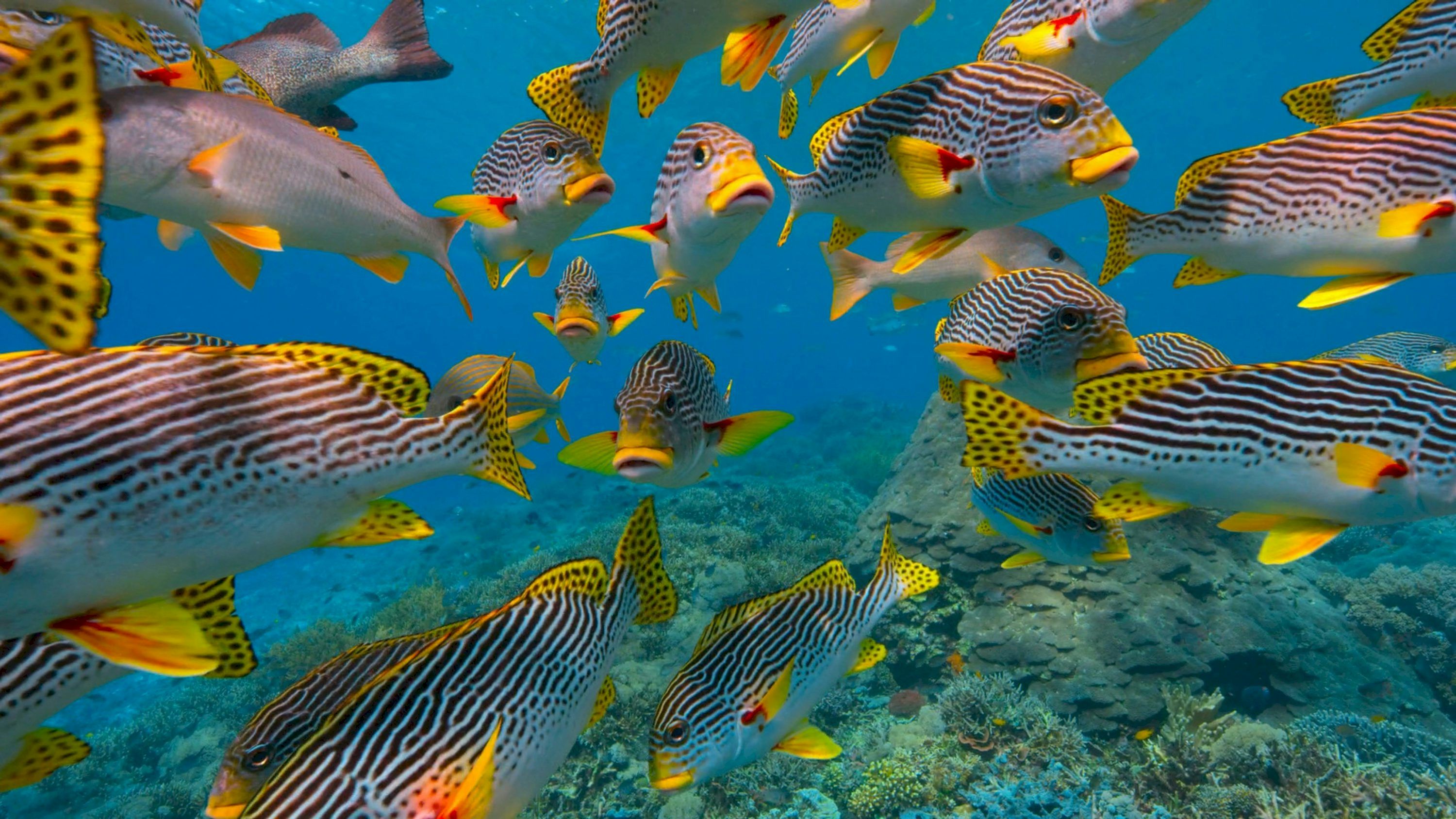 3000x1688 Best Coral Reef Fish Picture [HD]. Download Free Image