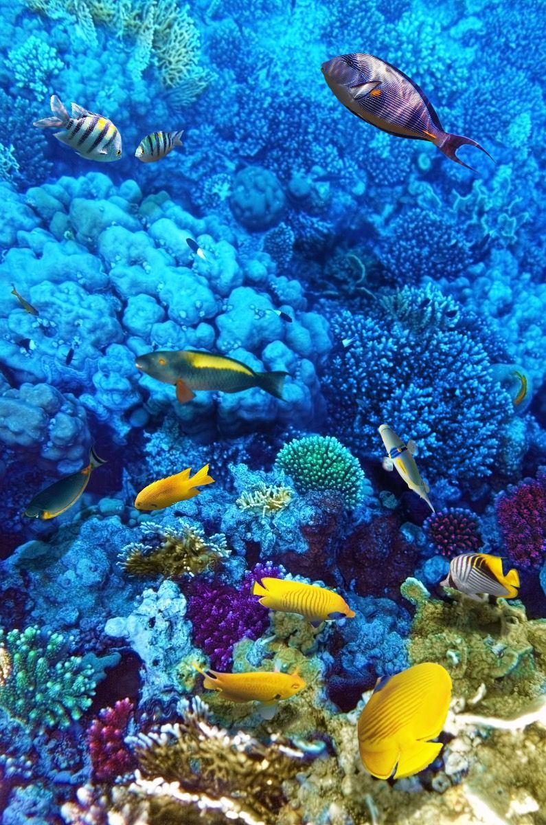 795x1200 Fish and coral