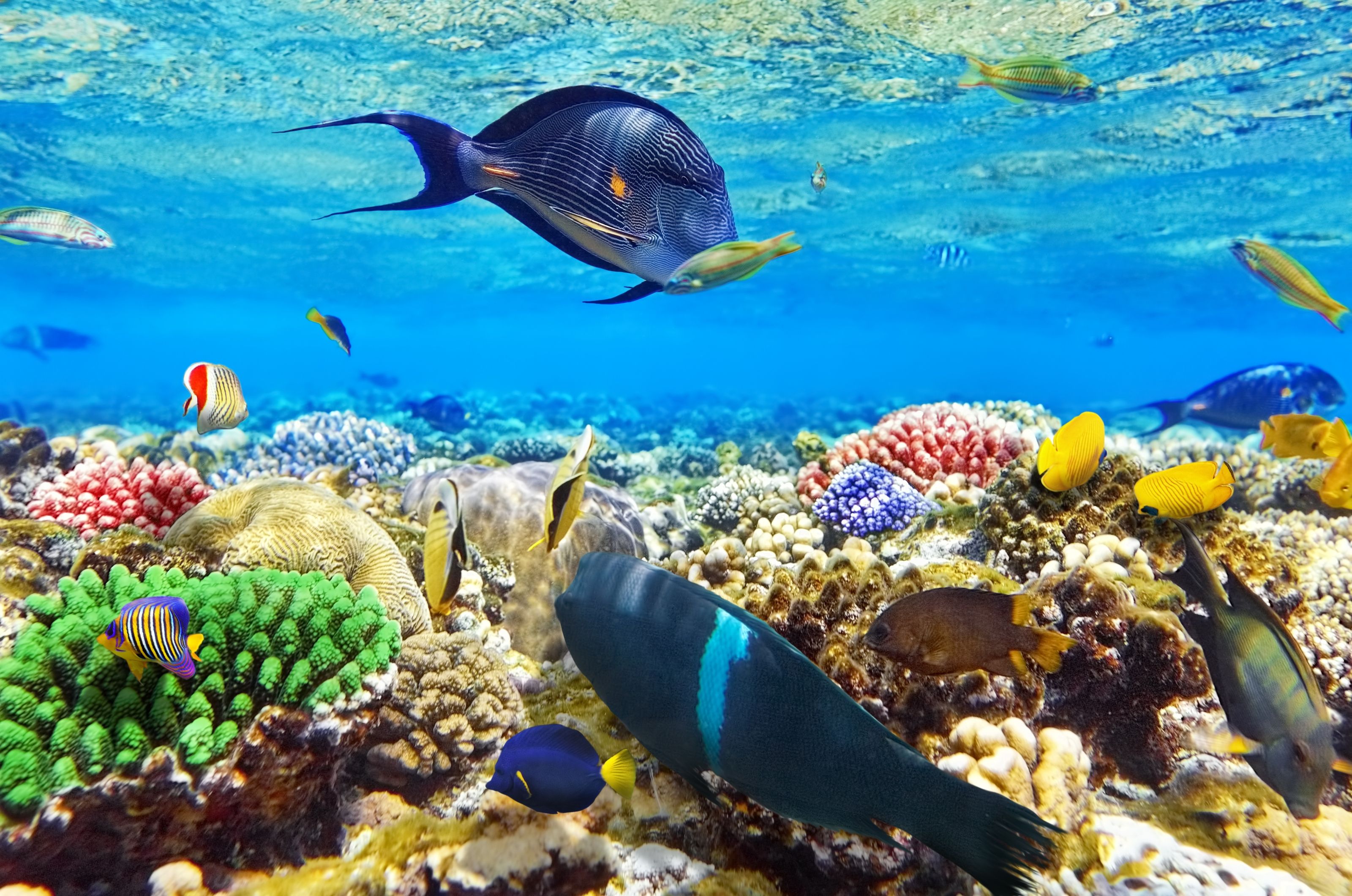 3200x2120 Coral And Fish In The Red Sea Wall Mural