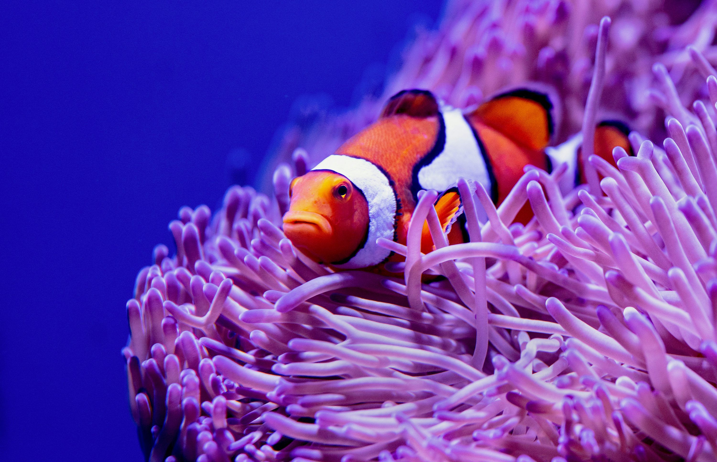 3000x1935 Best Coral Reef Fish Picture [HD]. Download Free Image