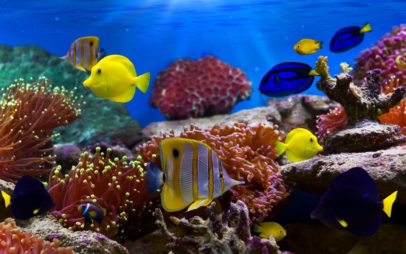 1366x853 Fish and Corals download and install on Windows
