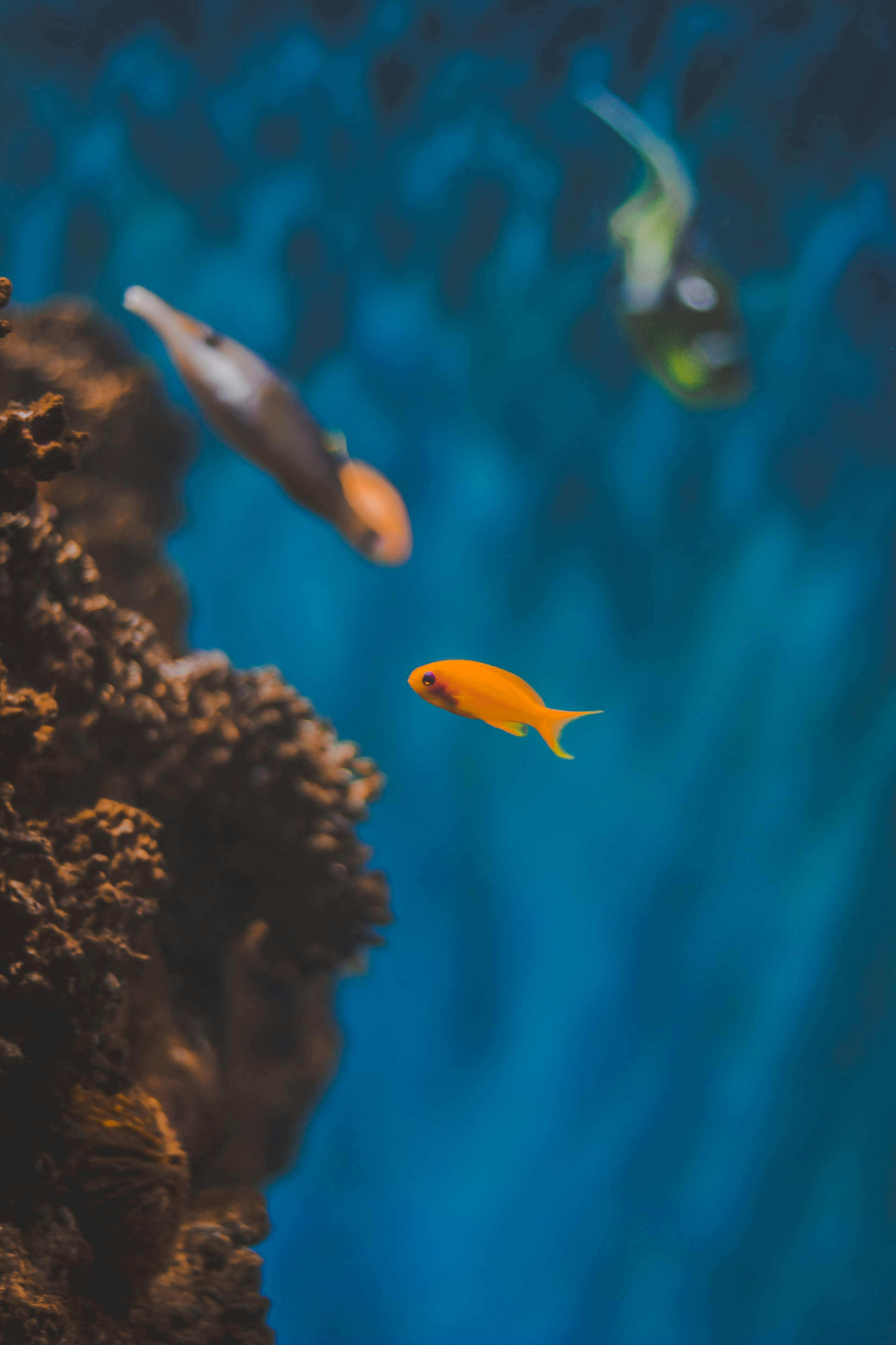 3265x4898 Reef Fish Photo, Download The BEST Free Reef Fish & HD Image