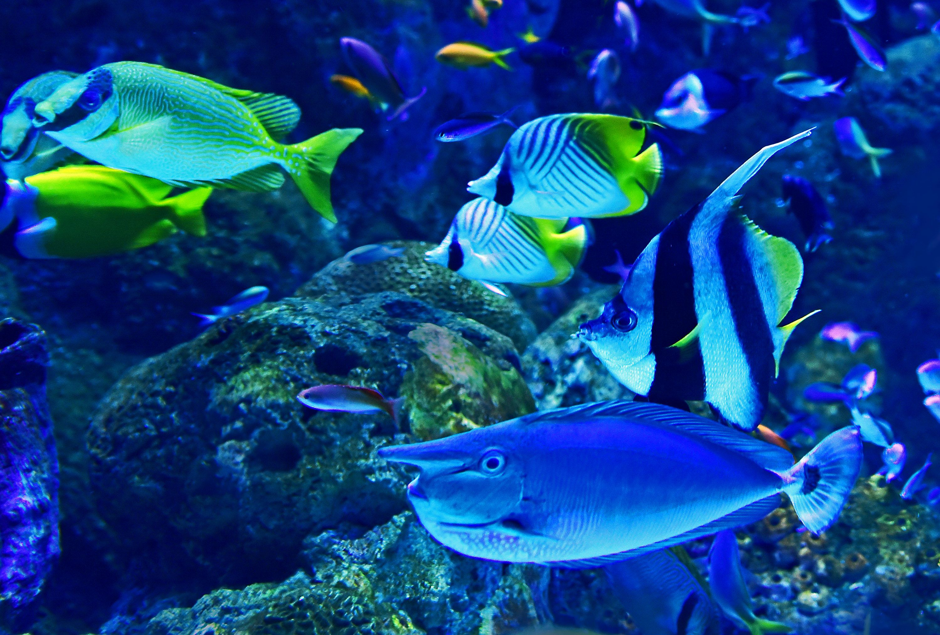 3000x2026 Shoal of fish near coral photo