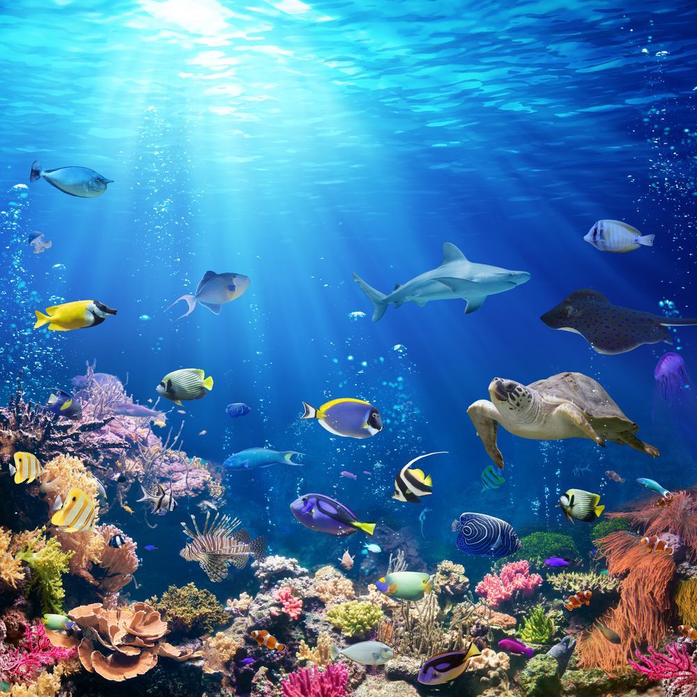 1000x1000 Wall mural Coral Reef Fish from Scandiwall. wallpassion.co.uk