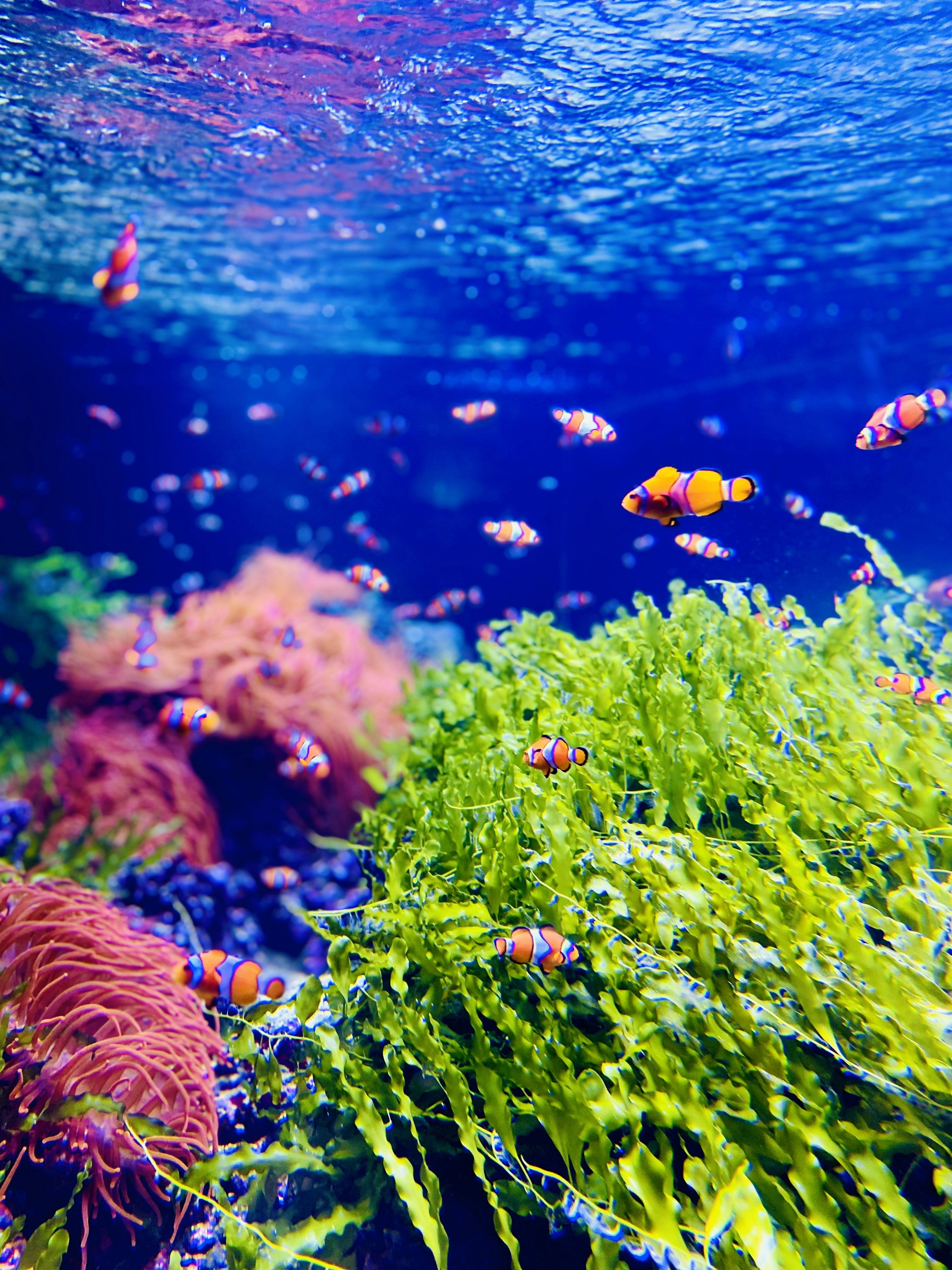 3000x4000 A coral reef with fish photo