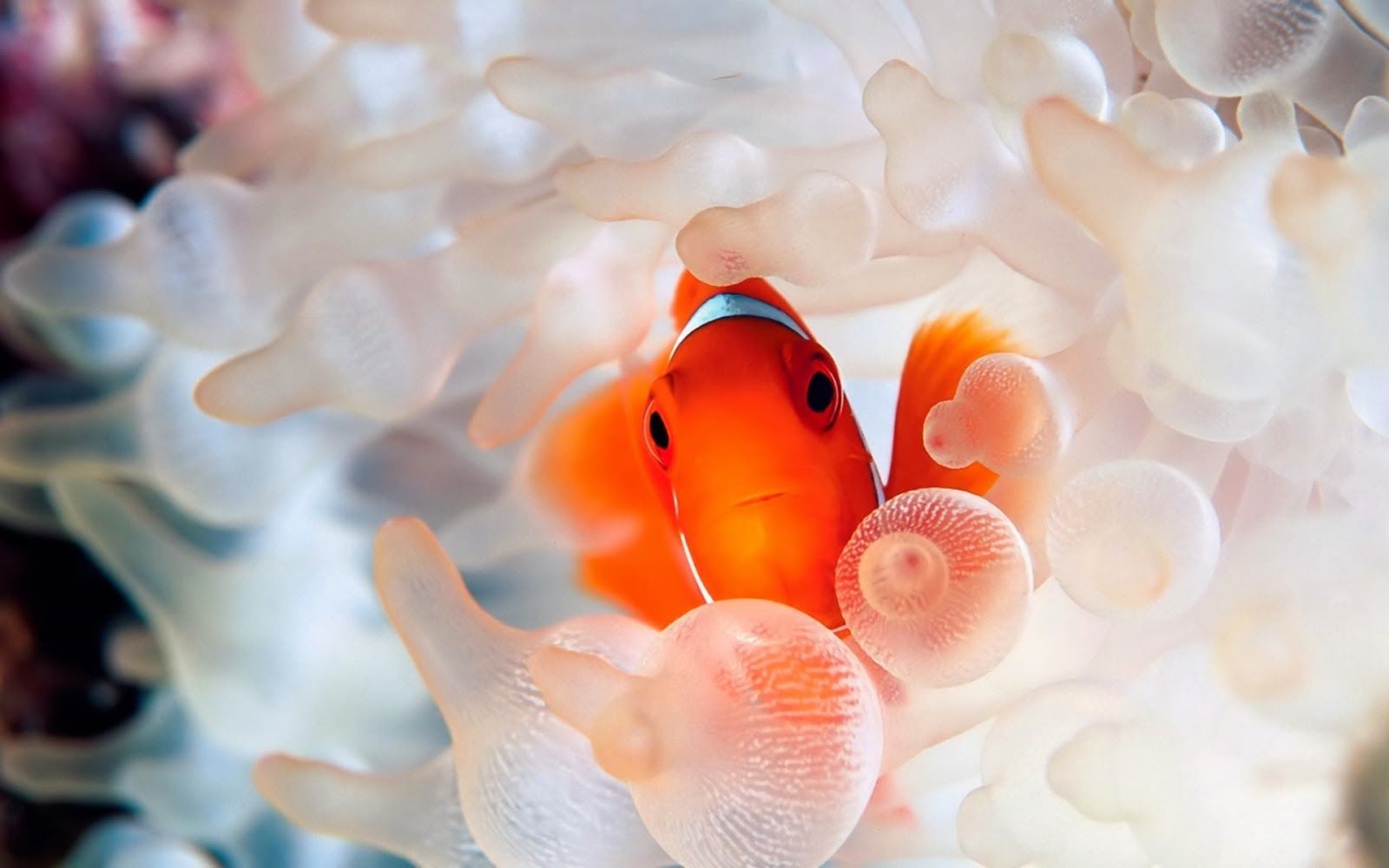 1600x1000 Reef Fish Wallpaper