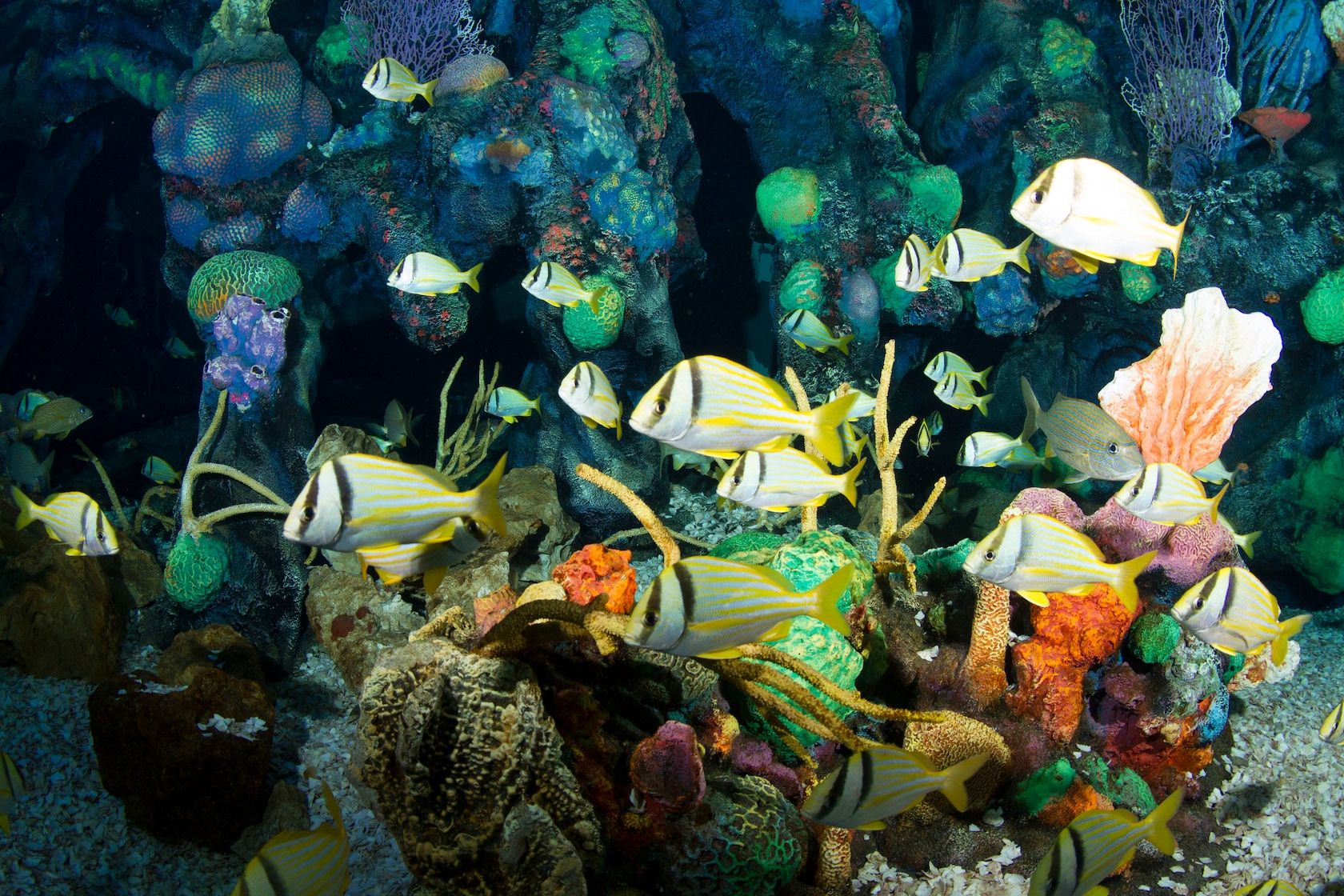 1680x1120 Reef Fish. Disney Animals. Walt Disney World Resort