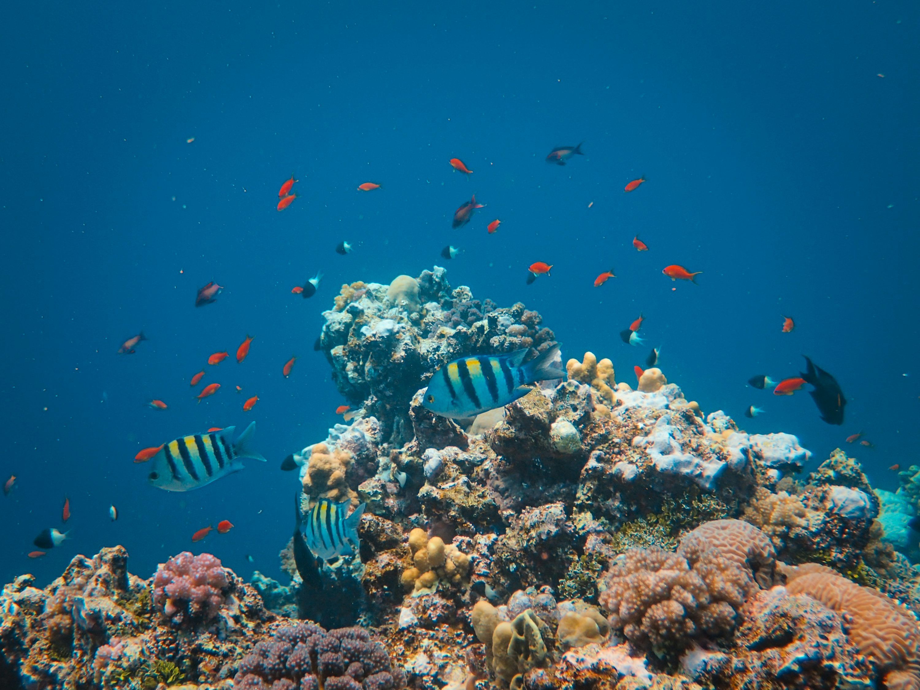 3000x2250 A large group of fish swimming over a coral reef photo