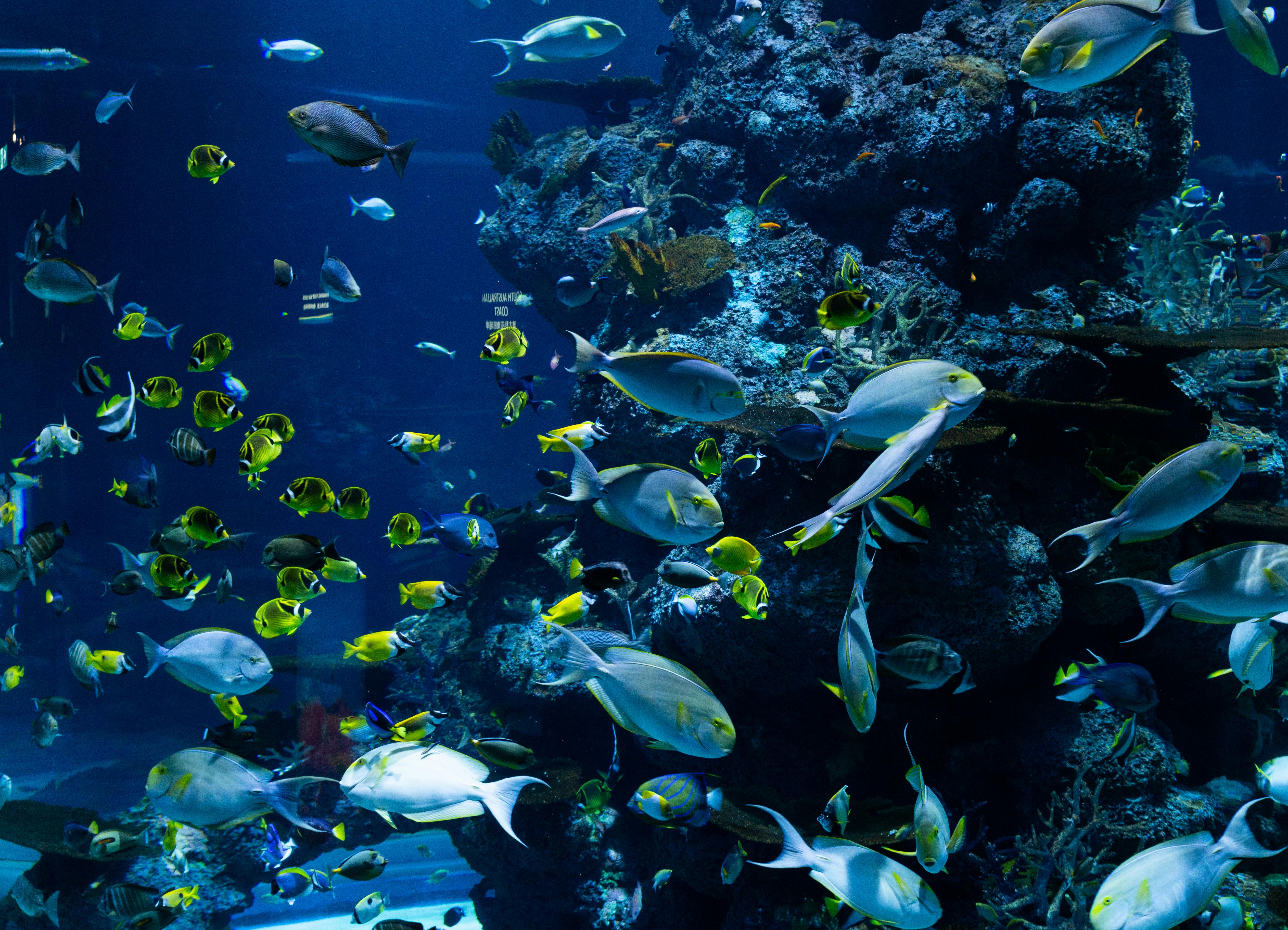 5051x3648 Reef Fish Photo, Download The BEST Free Reef Fish & HD Image