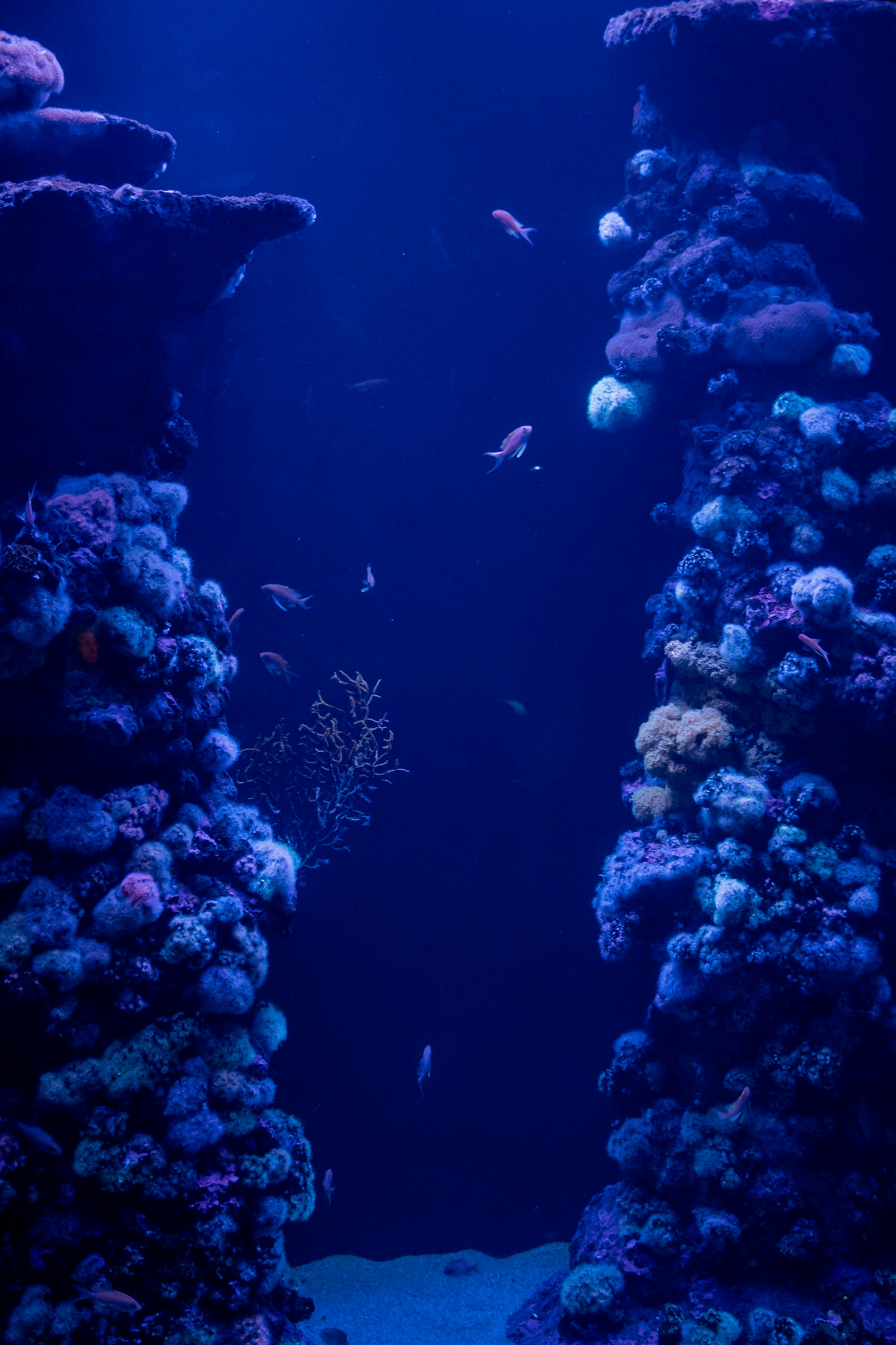 3000x4501 Fishes by Coral Reef · Free
