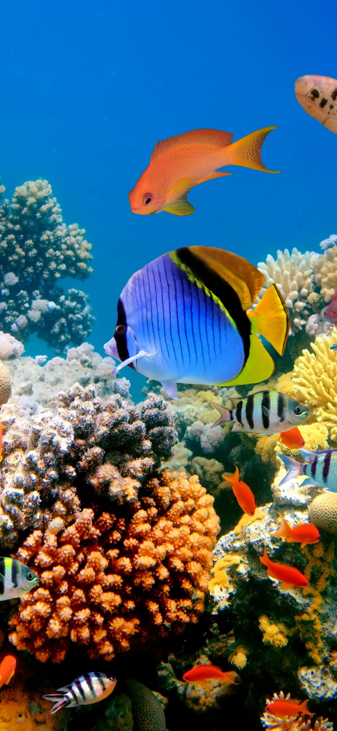 1080x2340 Phone wallpaper: Coral Reef, Underwater, Fishes, Animal, Fish 1157461