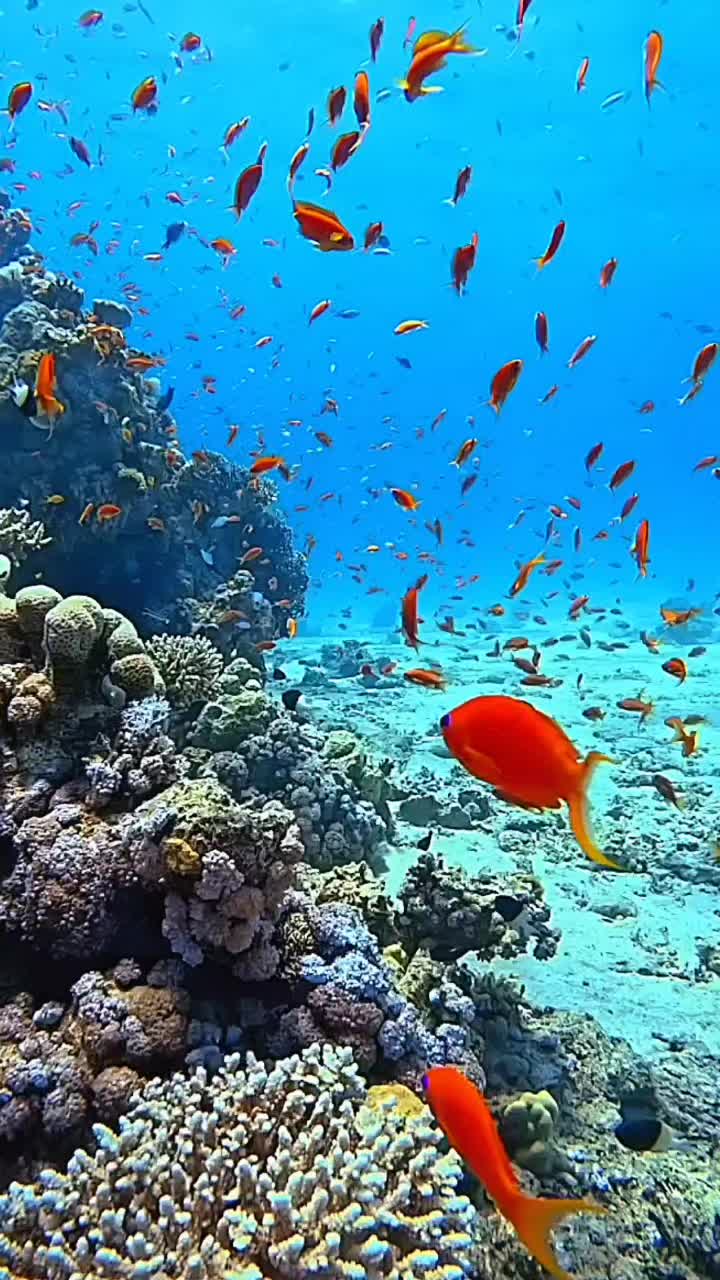 720x1280 Fish ideas to save today. aquarium live wallpaper, fish gif wallpaper, live fish wallpaper and more