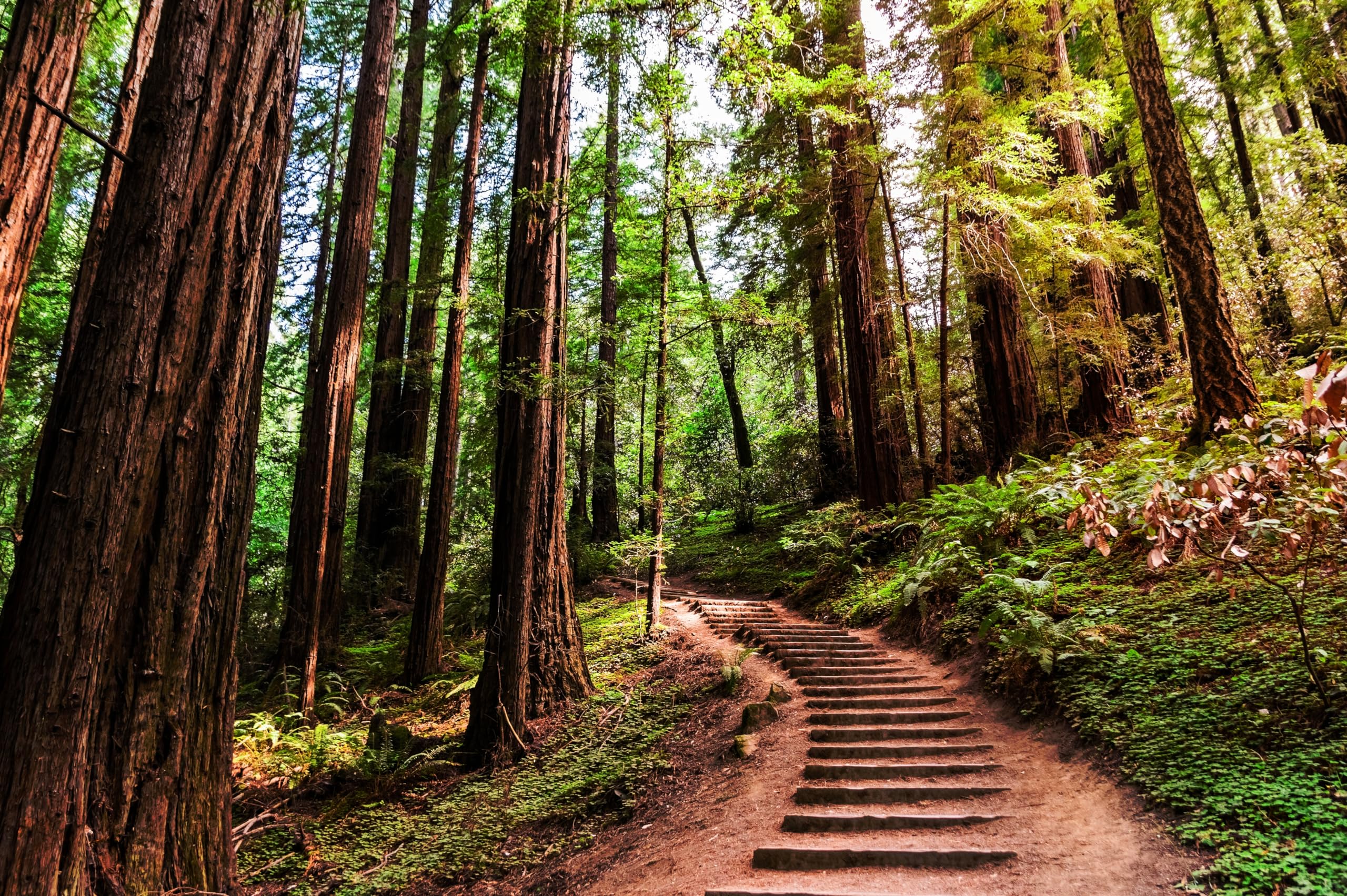 2560x1704 Amazon.com : chnywork 17x10ft California National Woods Backdrop USA Muir Woods National Monument Hiking Trail Redwoods Background Nature Hiking Camp Birthday Wedding Party Decor Photo Booth Studio Prop Wallpaper