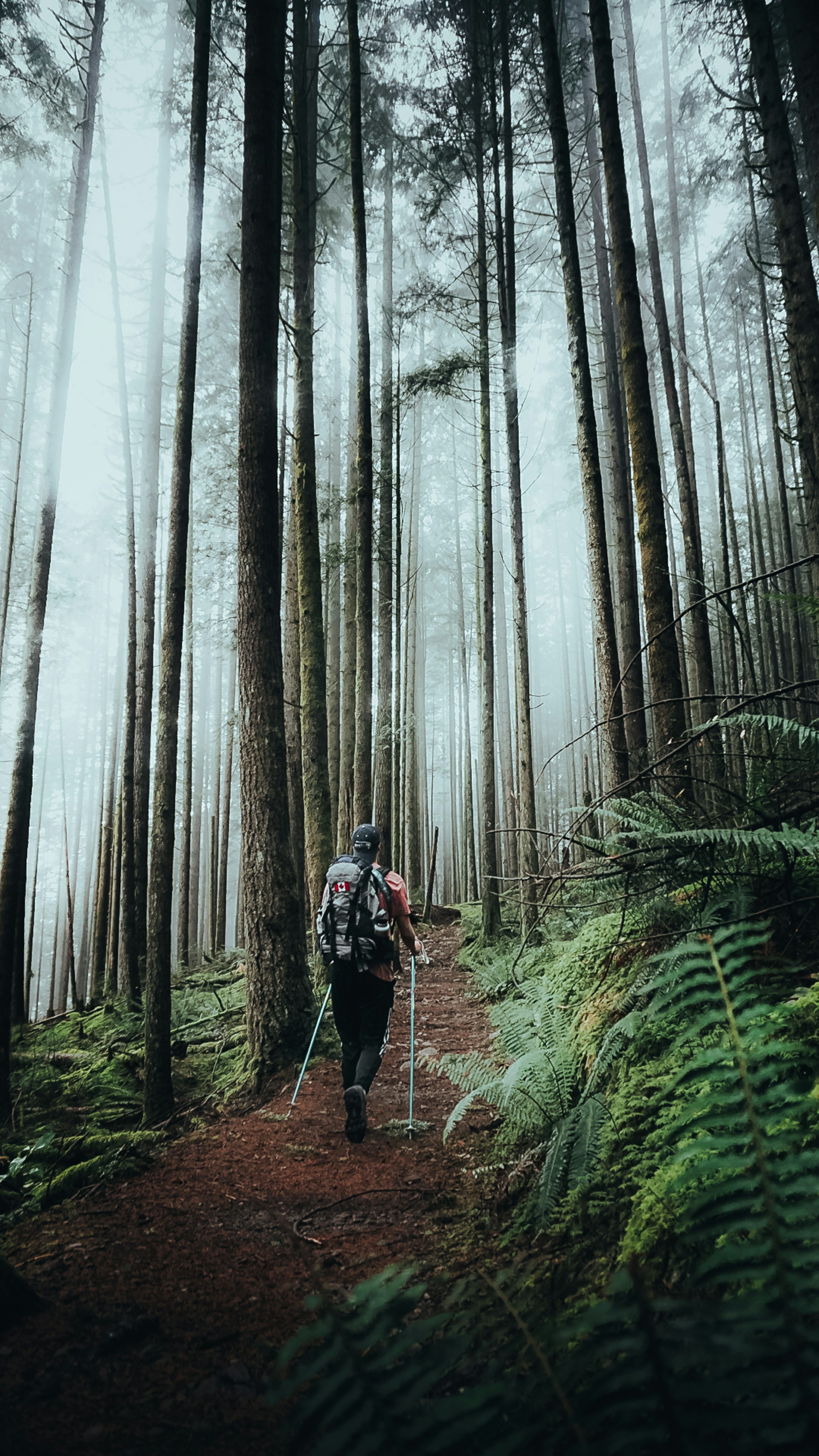 3000x5332 A man hiking through a forest on a trail photo