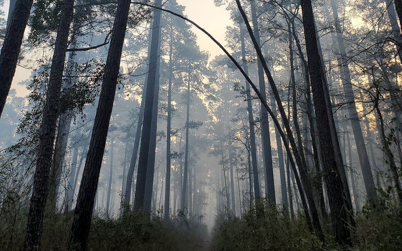 1280x800 The Lone Star Hiking Trail in 29 Photo