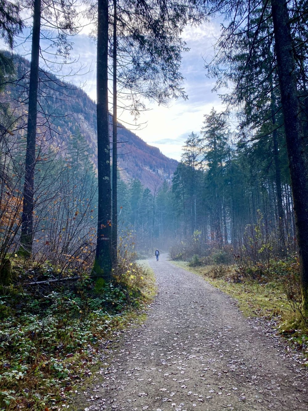 1000x1333 Hiking Walk Nature Tree Trees Hill Mountain Wallpaper