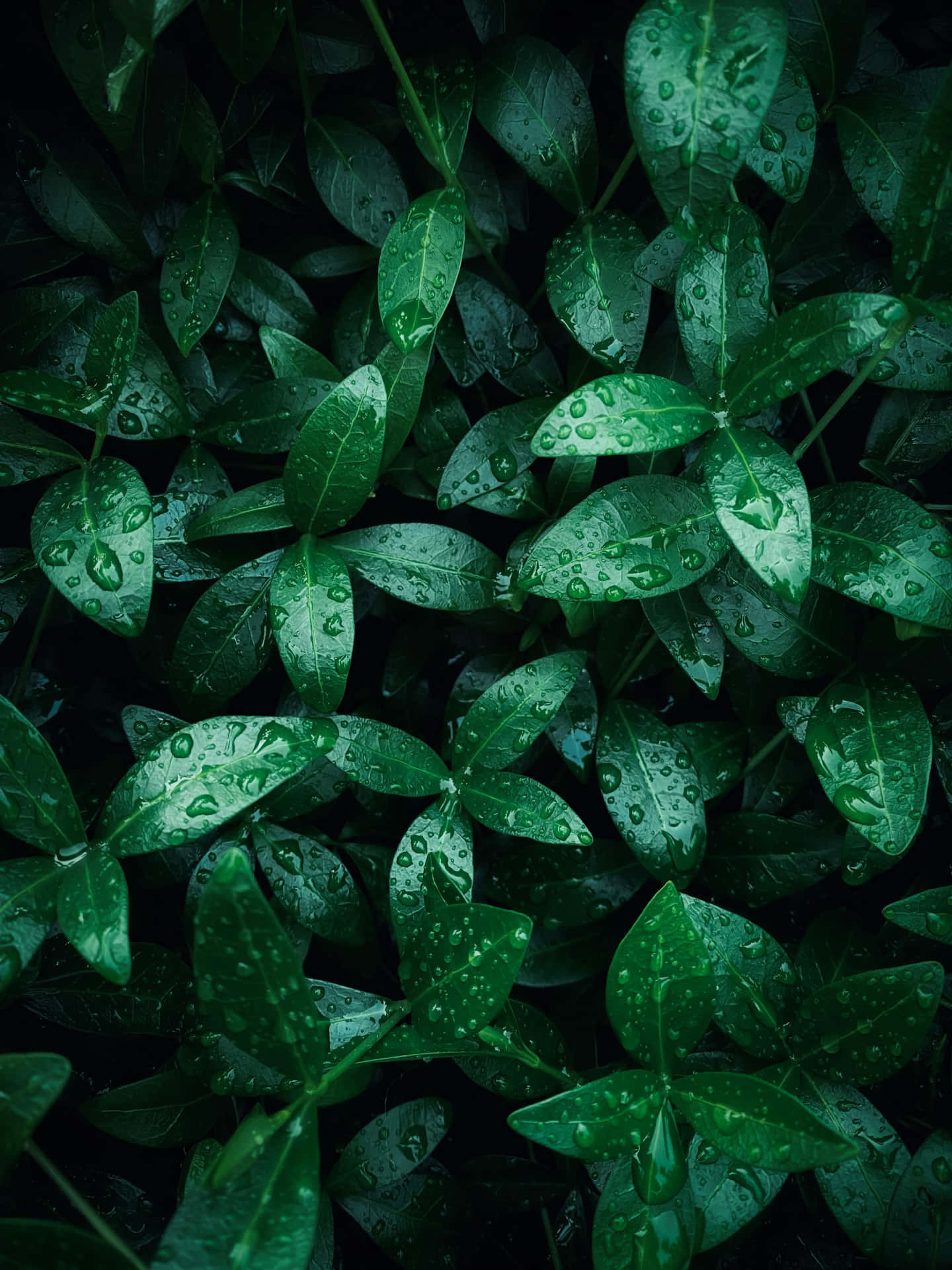 1440x1920 Emerald Green Aesthetic Wallpaper