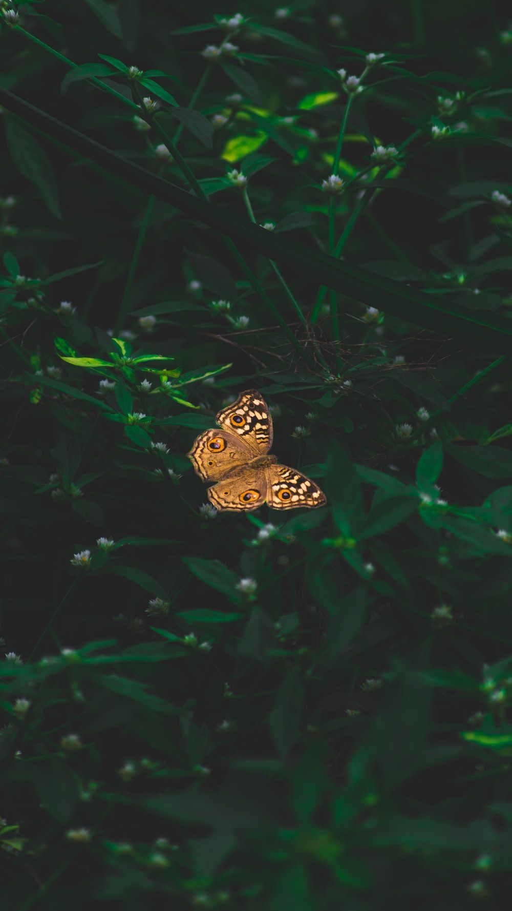 1000x1778 Green Aesthetic HD Wallpaper