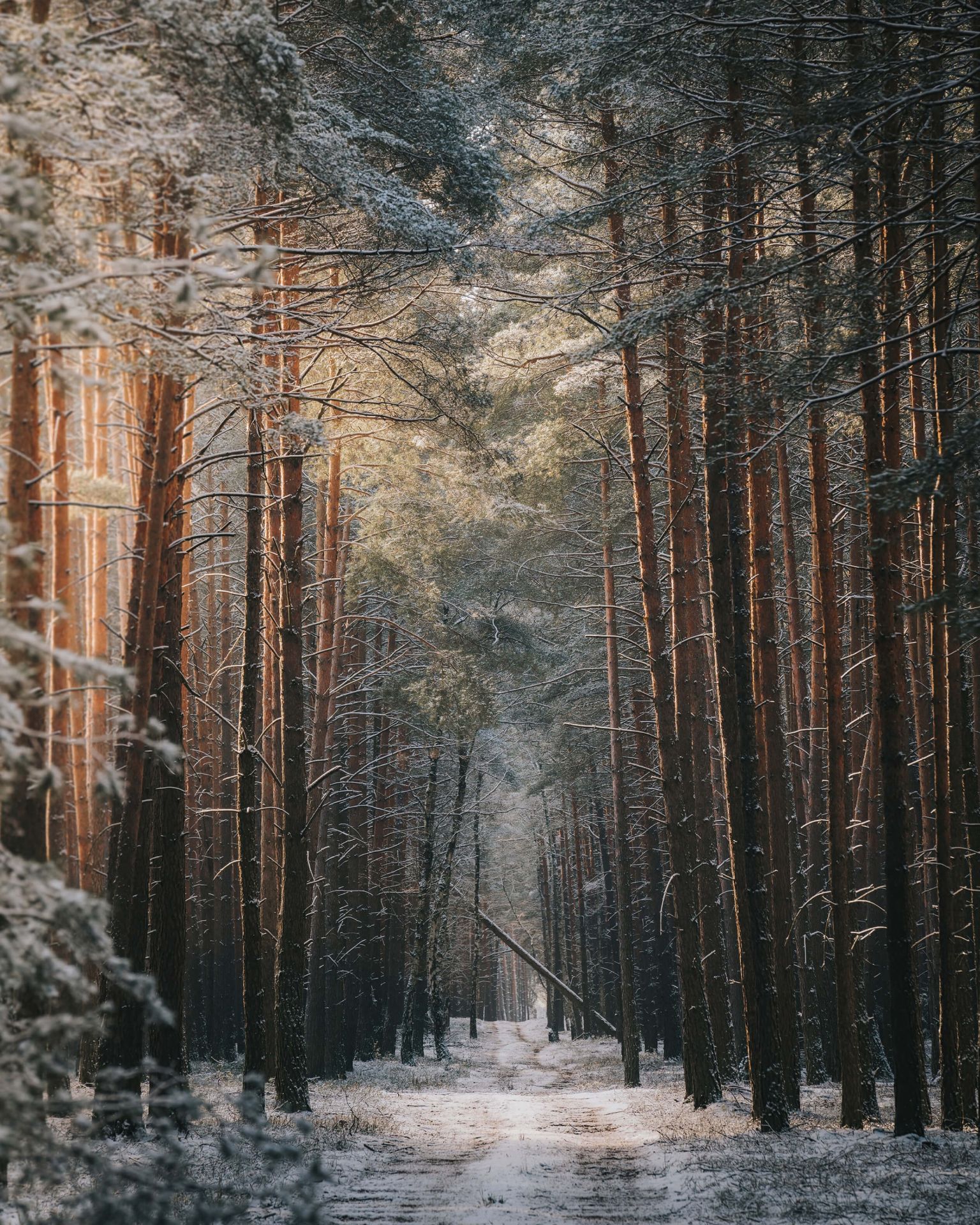 1536x1920 Wallpaper Mural