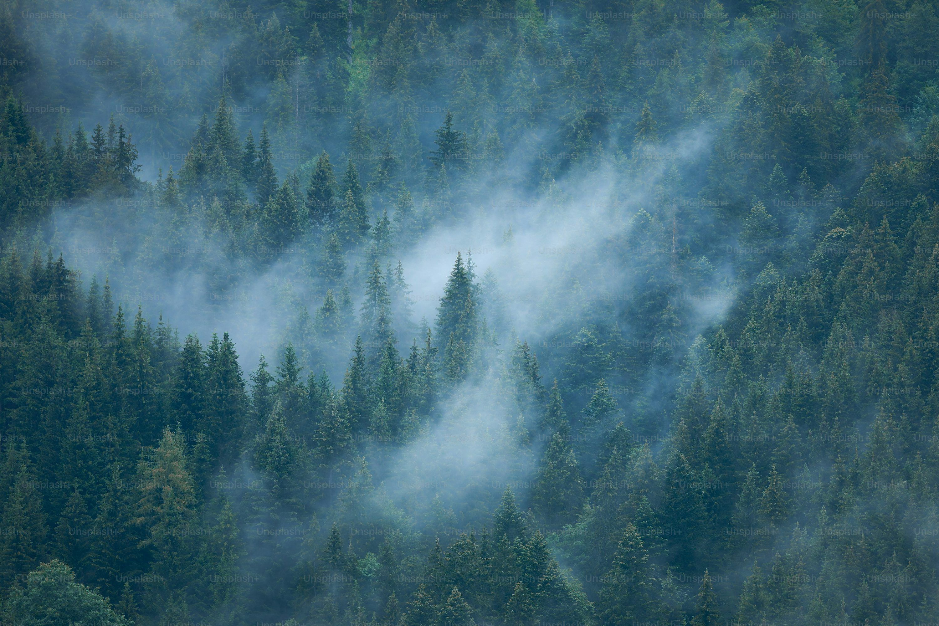 3000x2000 Stunning Misty Forest Picture. Download Free Image