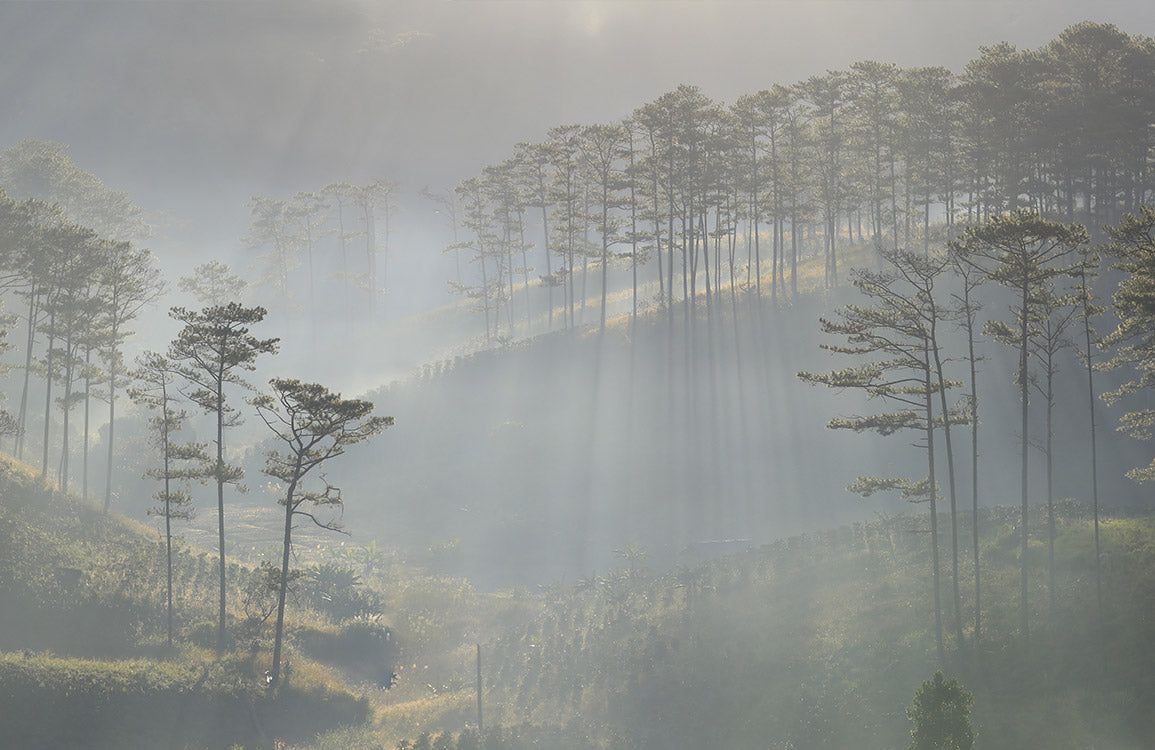 1155x750 Misty Green Forest Sunrise Landscape Wallpaper