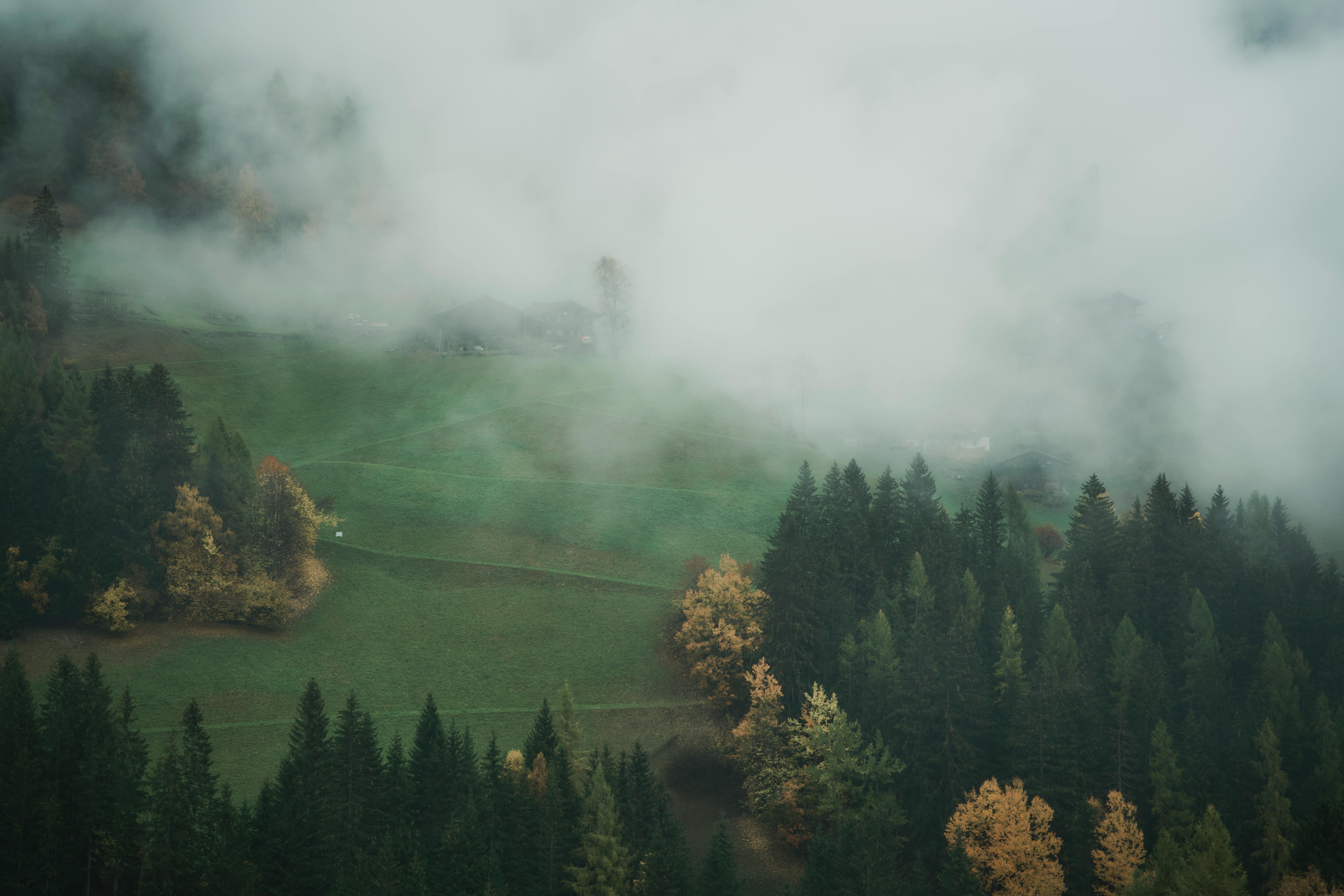 7952x5304 Misty Landscape with Dense Pine Forest and Meadows · Free