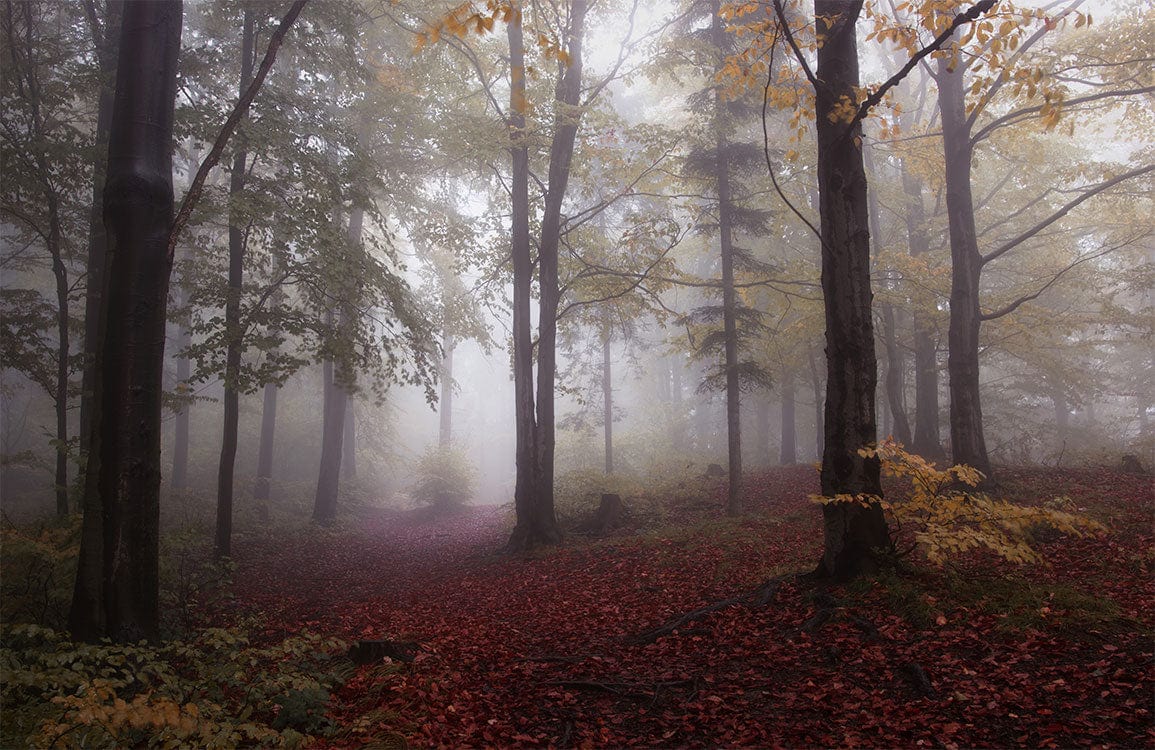 1155x750 Misty Forest Scene Autumn Mural Wallpaper