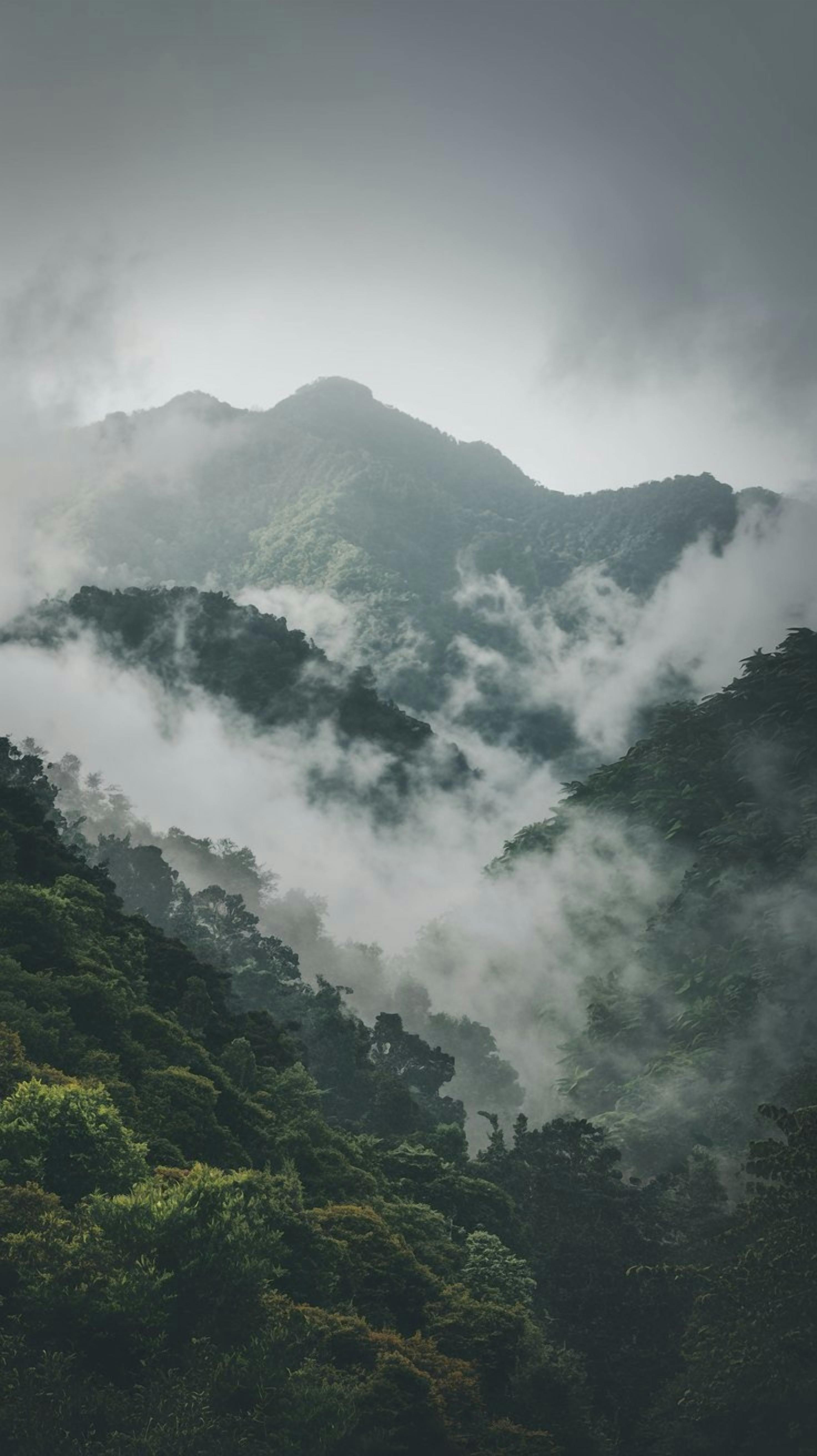 2944x5248 Misty Forest Mountain Landscape with Fog · Free