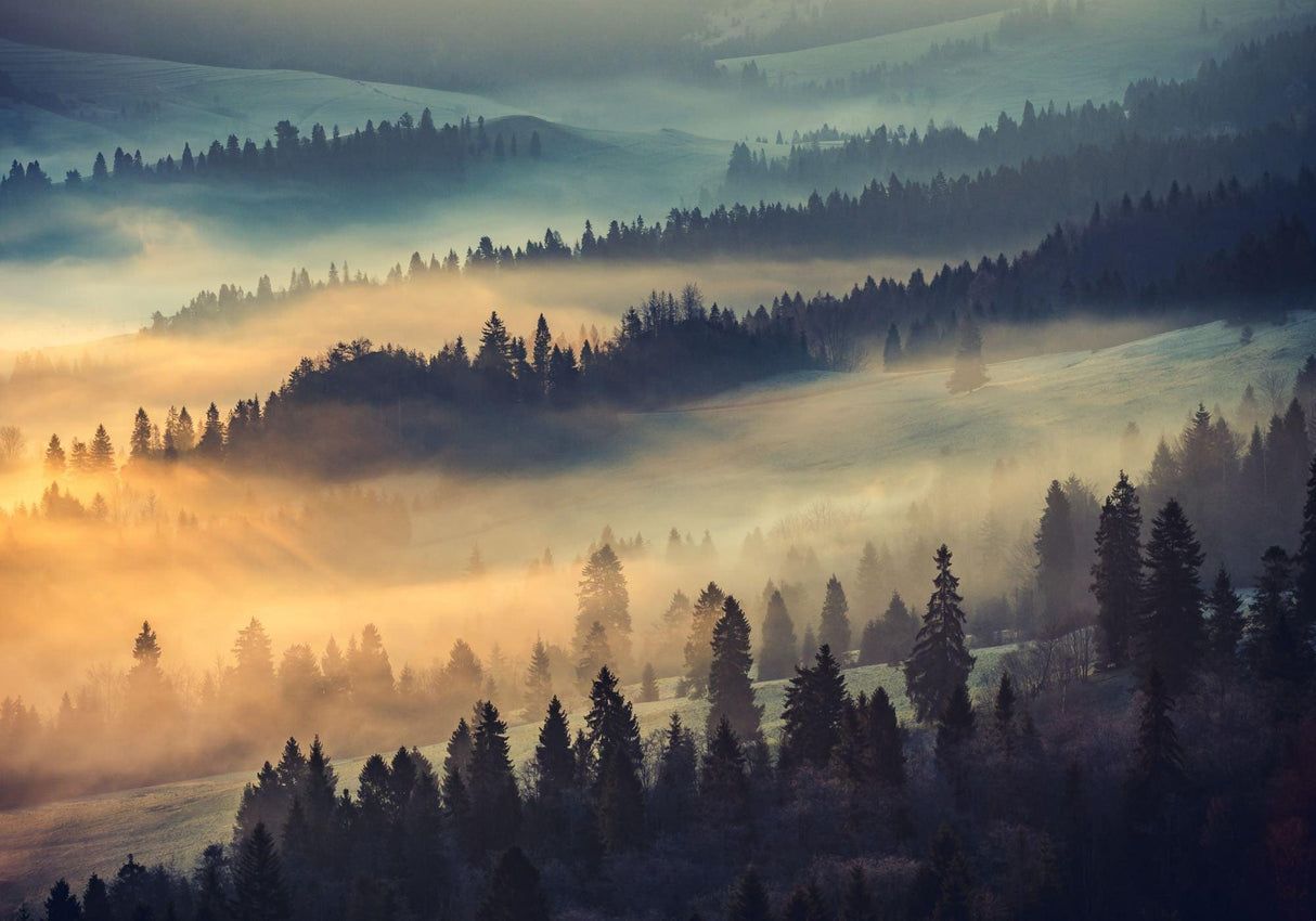 1214x850 Forest Mural Wallpaper. Misty Mountain Sunrise