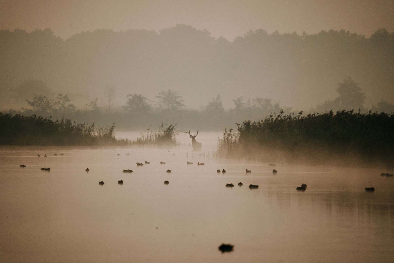 1600x1067 Wallpaper Mural in Misty Water Landscape
