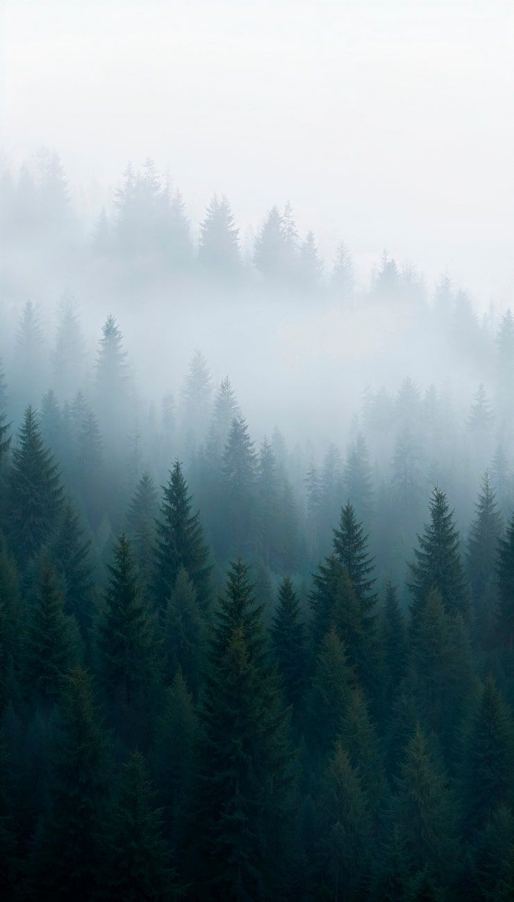 740x1297 Misty forest wallpaper Image