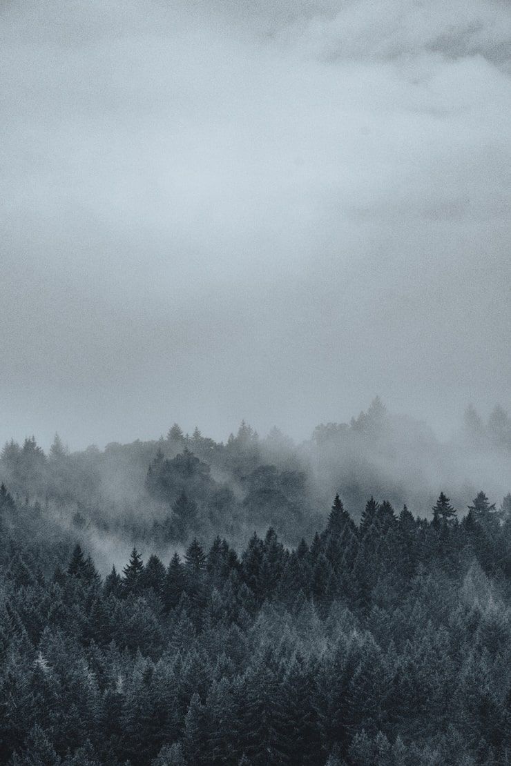 740x1110 Misty landscape wallpaper Image