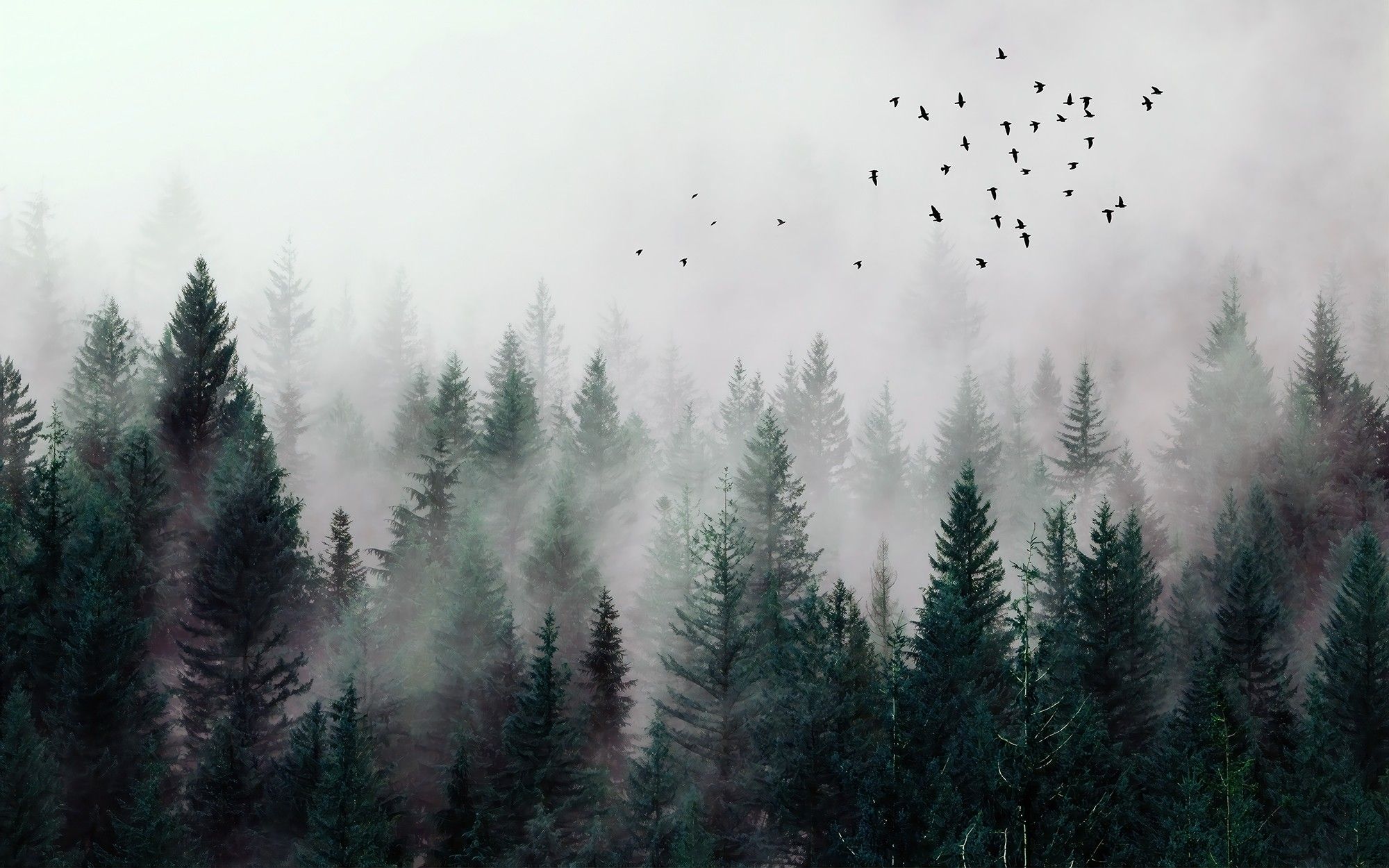 2000x1250 Dreamy Misty Forest Wall Covering • Wallmur® • Wallmur®