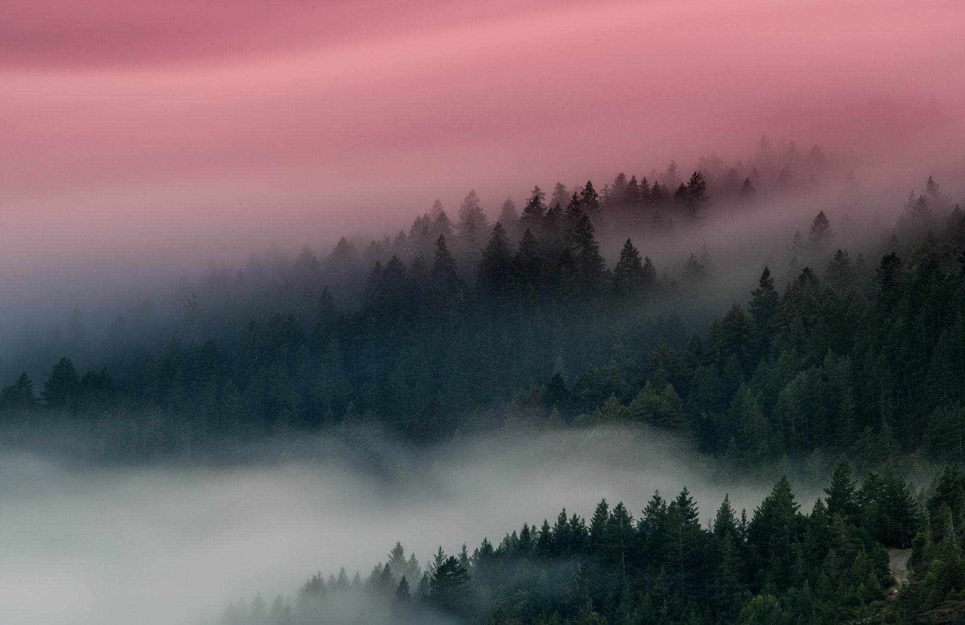 1920x1244 Misty Forest Dawn Ultra HD Nature Wallpaper