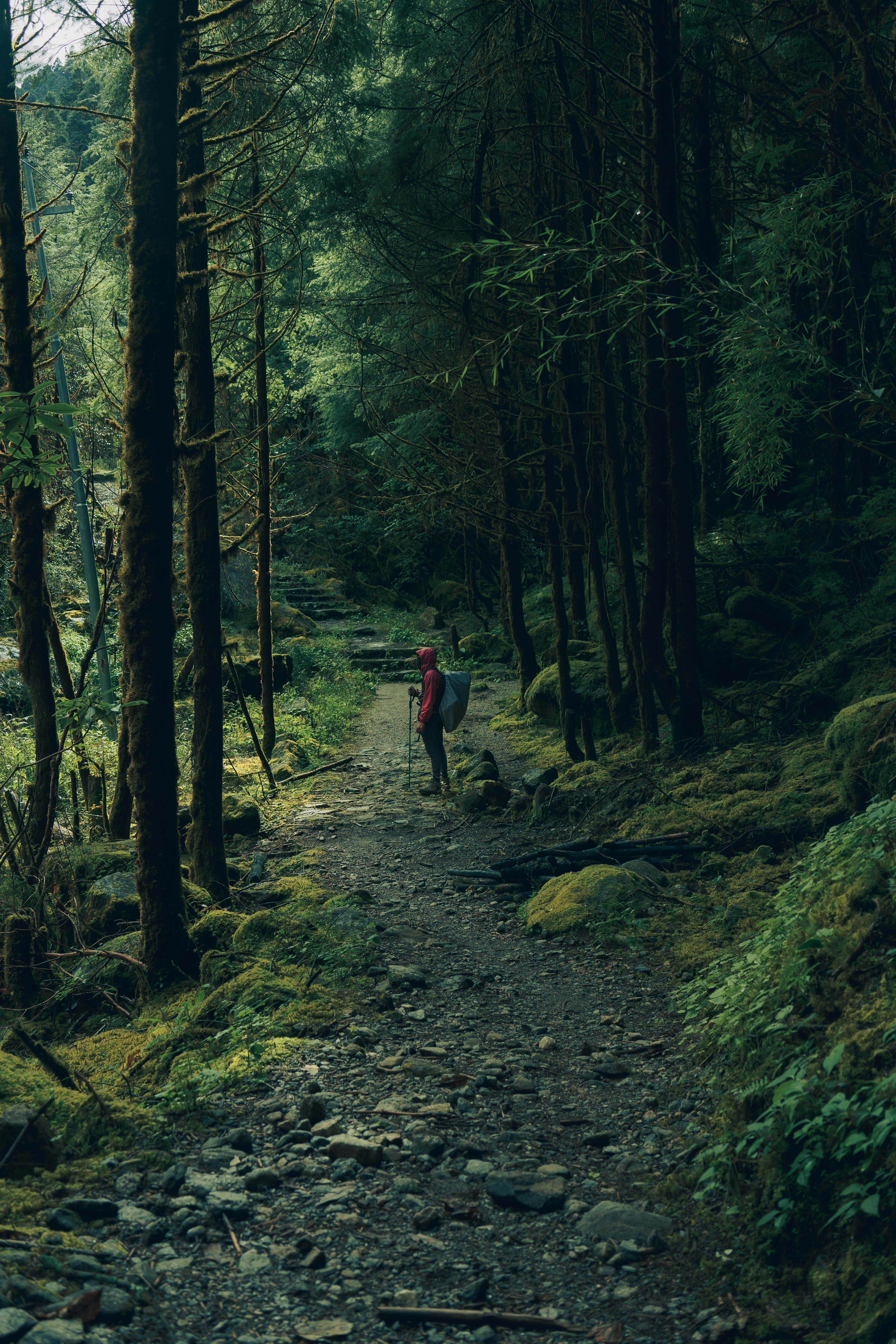 4000x6000 Man Standing Alone on Footpath in Forest · Free