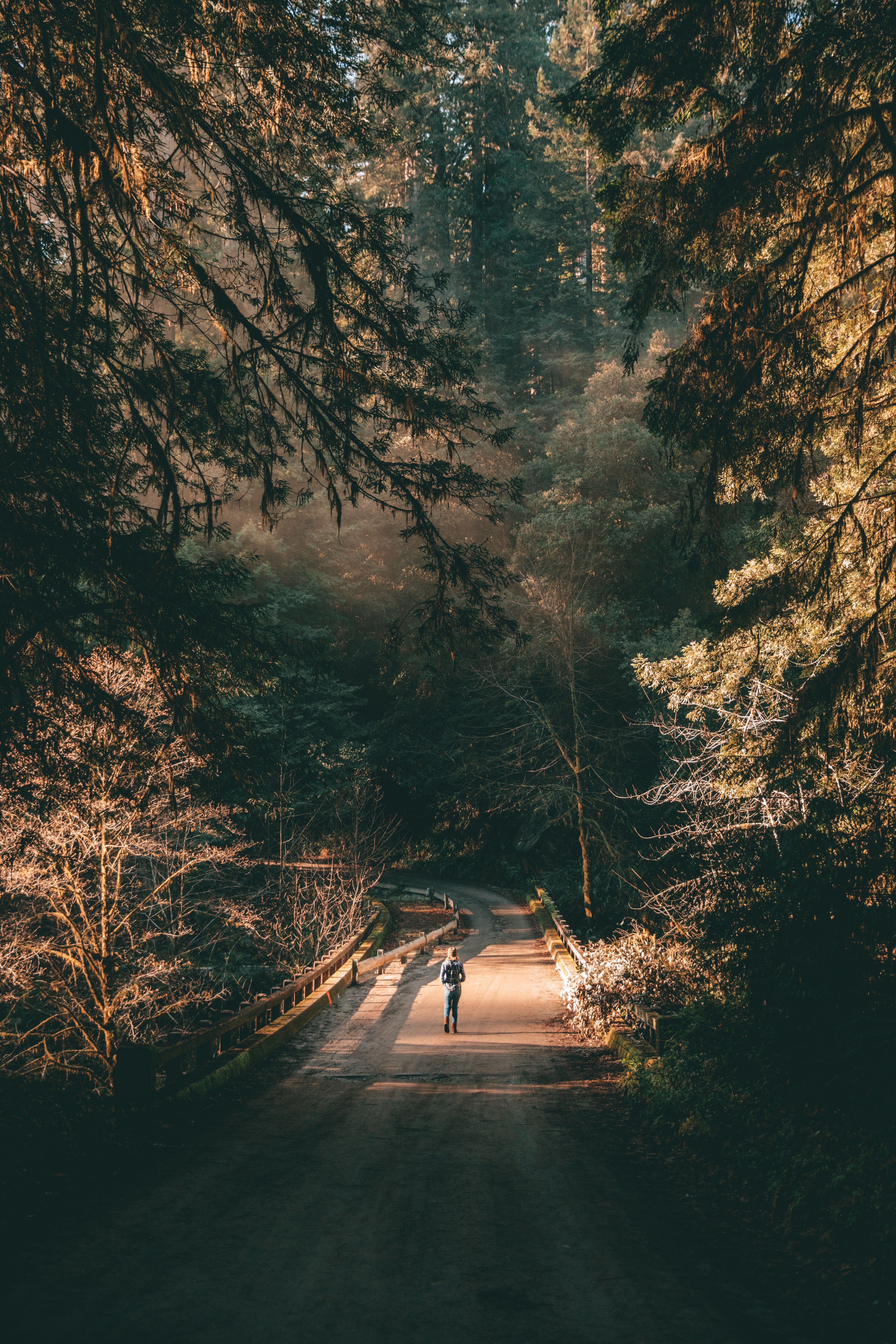 4480x6720 Desktop wallpaper: Lonely, Nature, Trees, Road, Forest, Branches, Human, Person, Loneliness, Alone 4K free download for PC. 56814