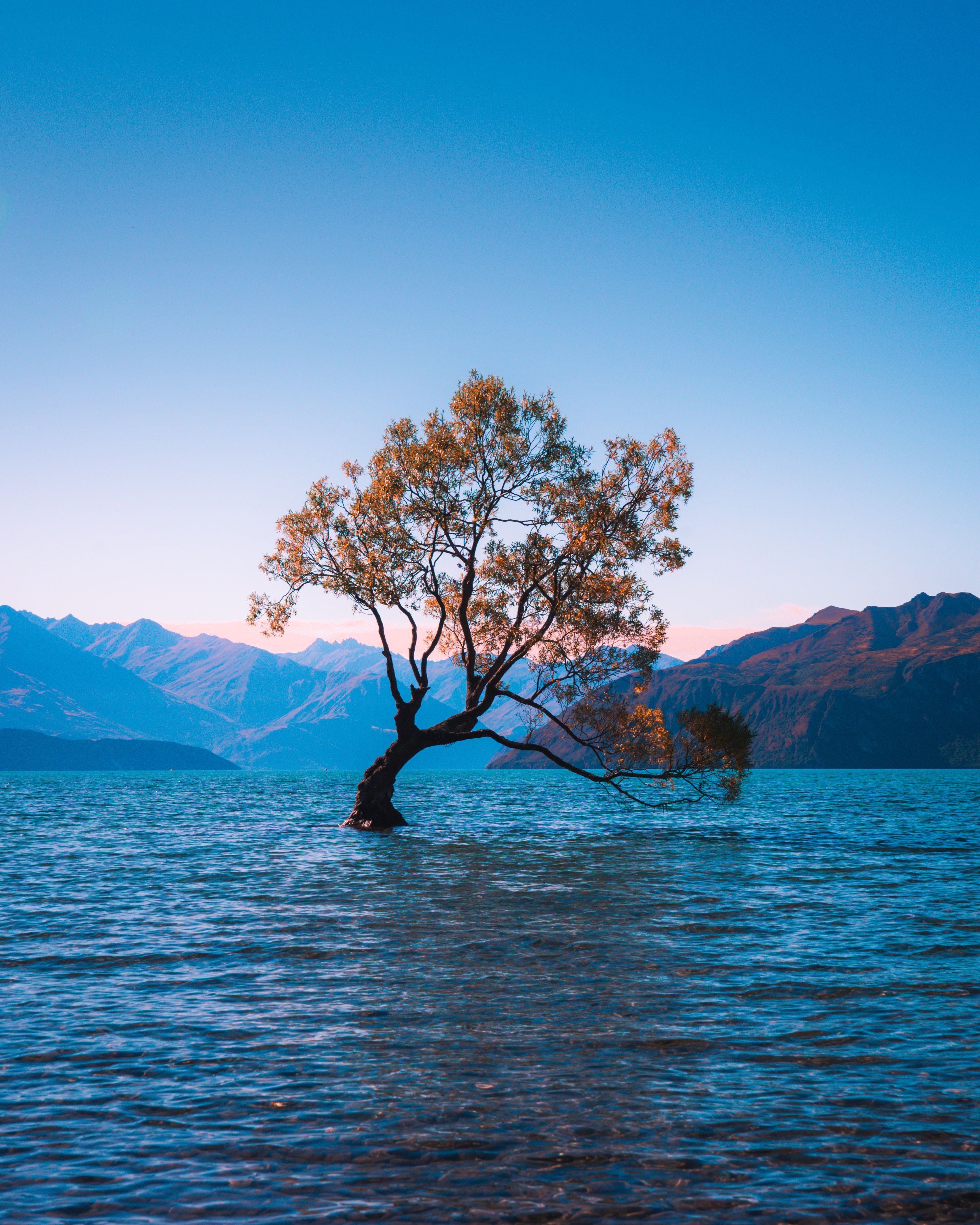 3200x4000 Phone wallpaper: Lonely, Wanaka, New Zealand, Lake, Nature, Alone, Wood, Tree 73474