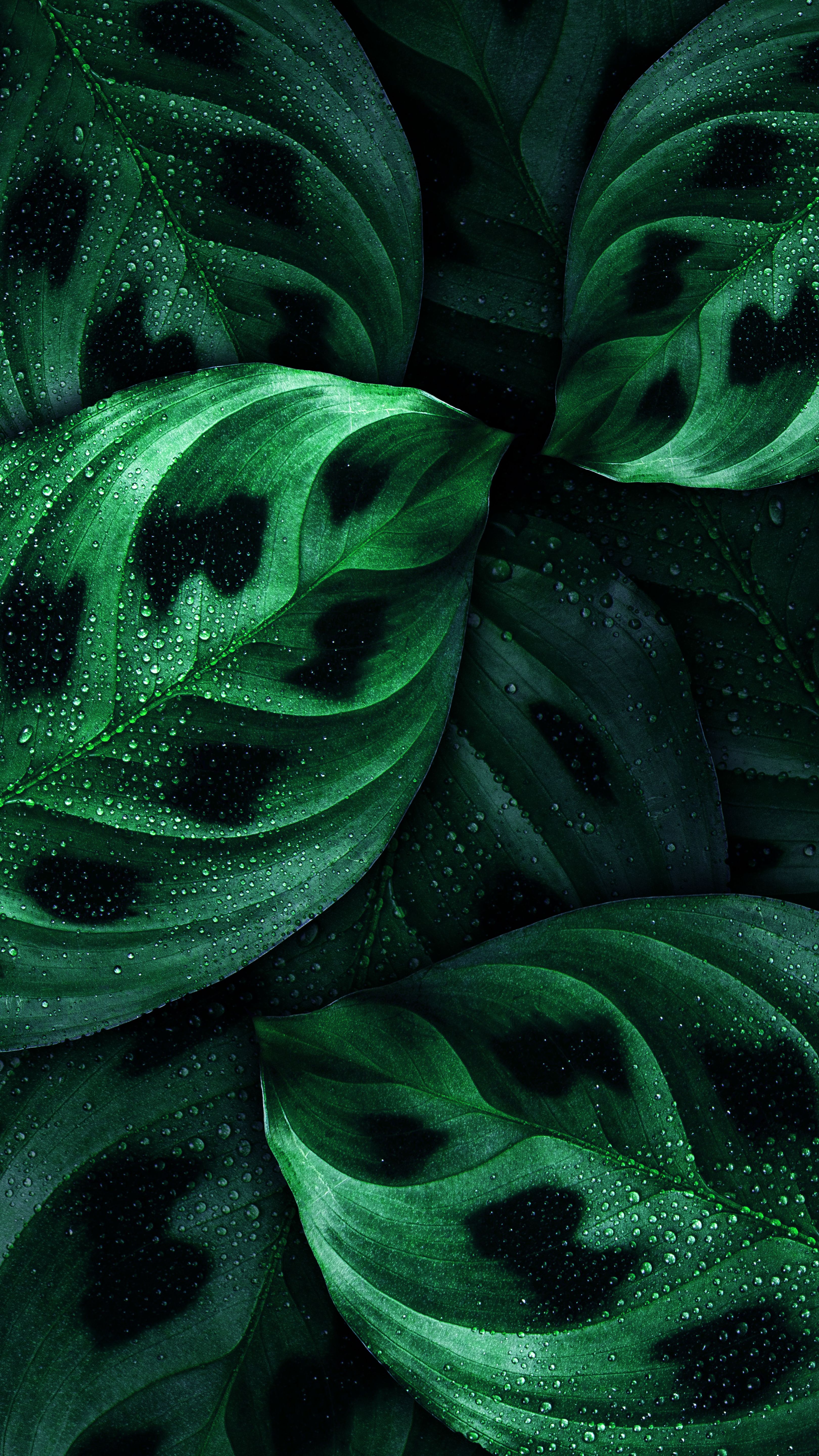 3240x5760 Wallpaper Leaf, Android, Nokia, Green, Botany, Background Free Image