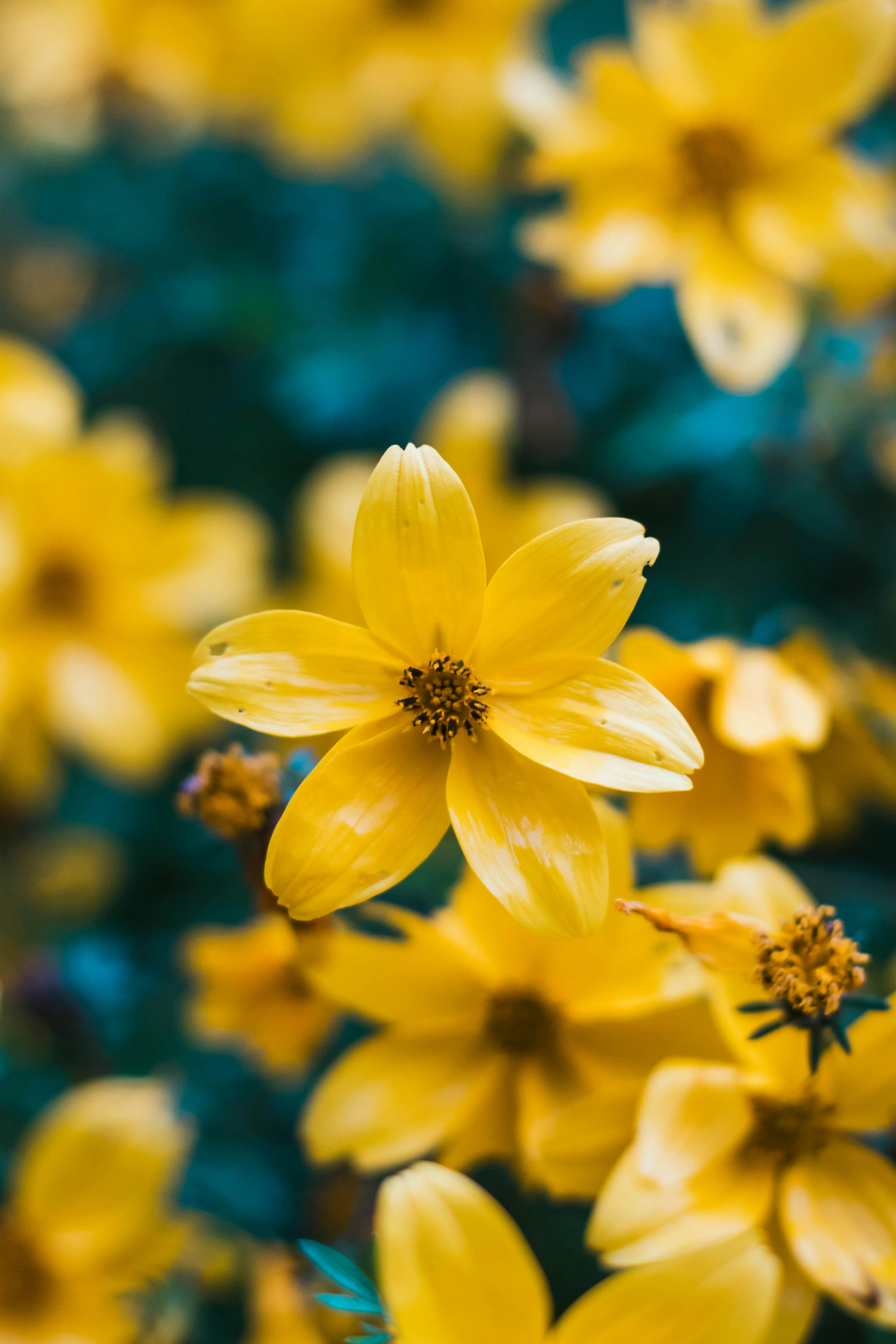 3279x4918 Yellow Flowers in Bloom · Free