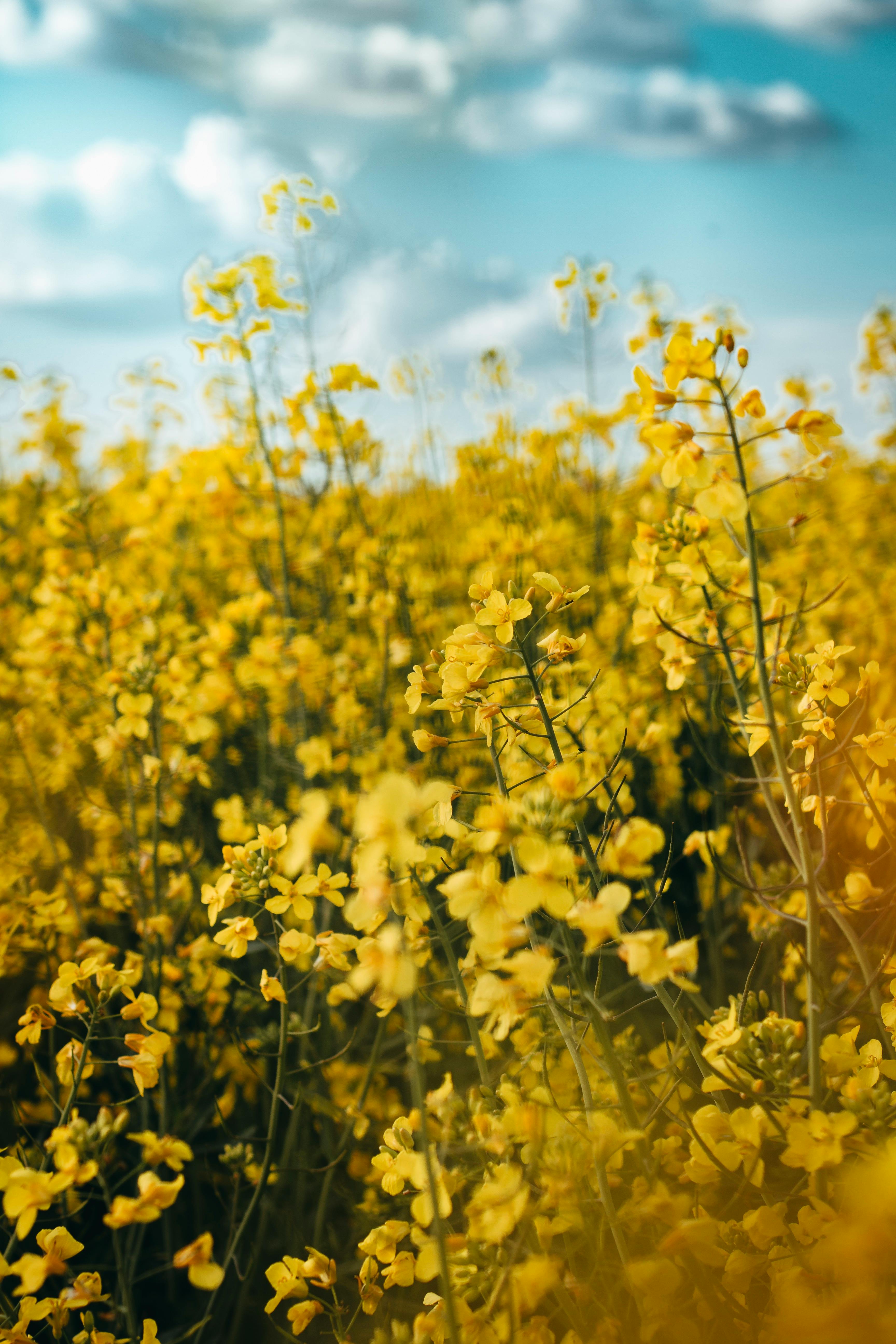 3456x5184 Selective Focus Photo of Yellow Flowers · Free