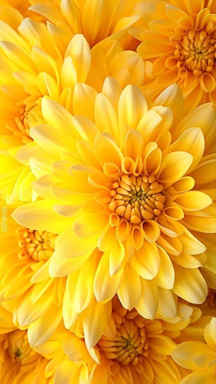 736x1308 Jeg Elsker Deg Kjæreste Mor. Wallpaper nature flowers, Beautiful flowers photo, Flower picture