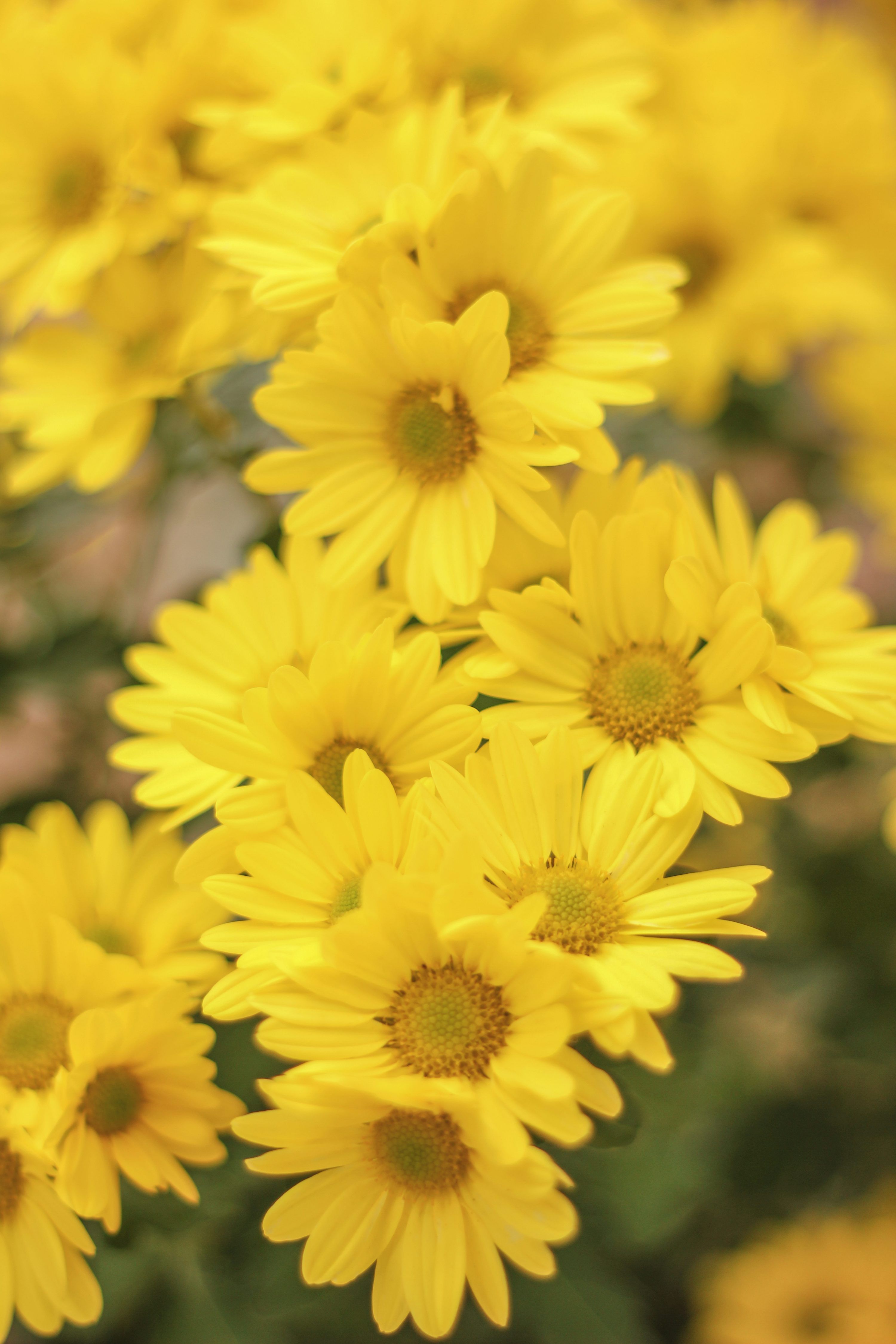 3000x4500 Yellow Flower Picture [4K]. Download Free Image