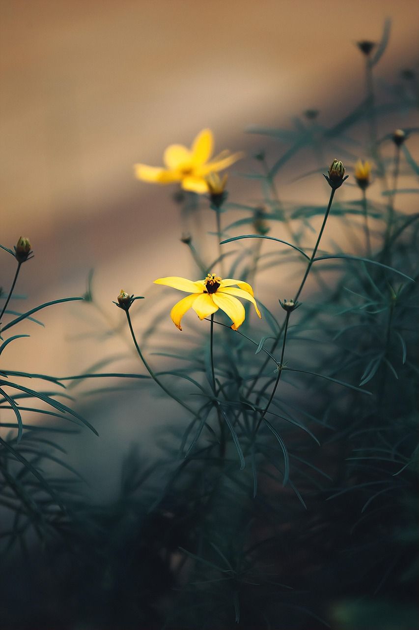 853x1280 Yellow Flowers Garden Flower