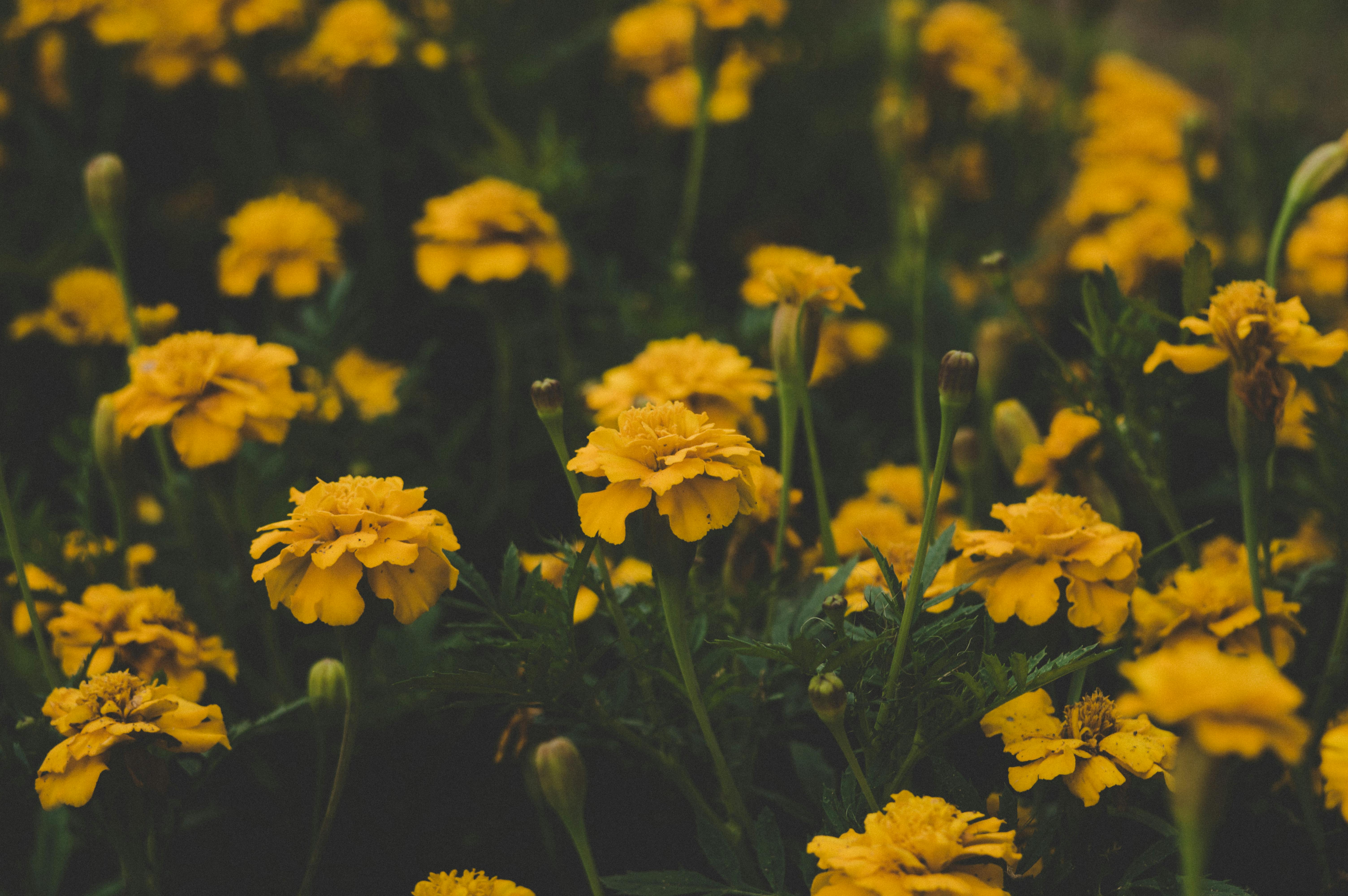 6016x4000 Yellow Flowers Photo, Download The BEST Free Yellow Flowers & HD Image